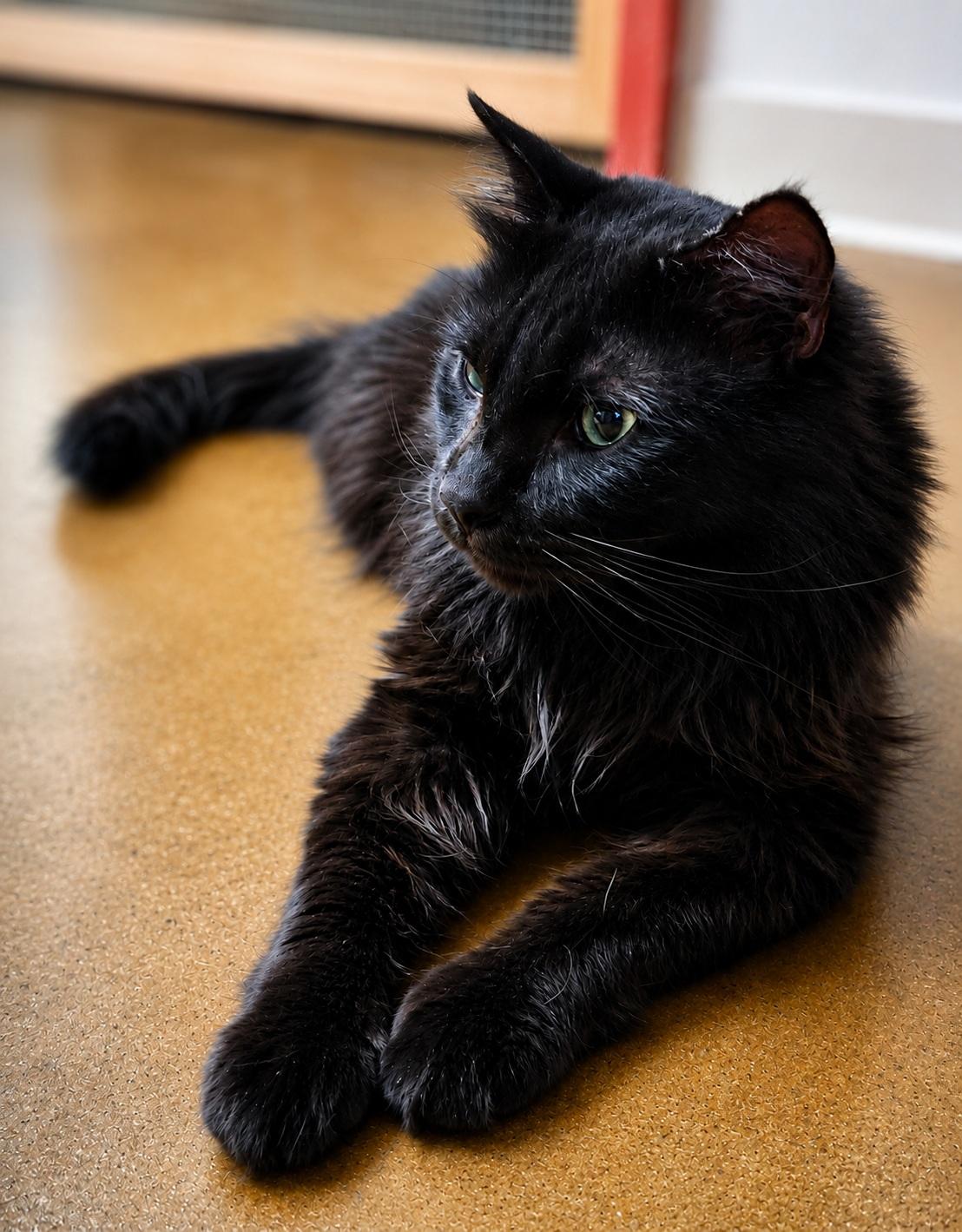 Enlarge Fernando, a ADOPTABLE Domestic Long Hair in Scottsdale, AZ image 3/4