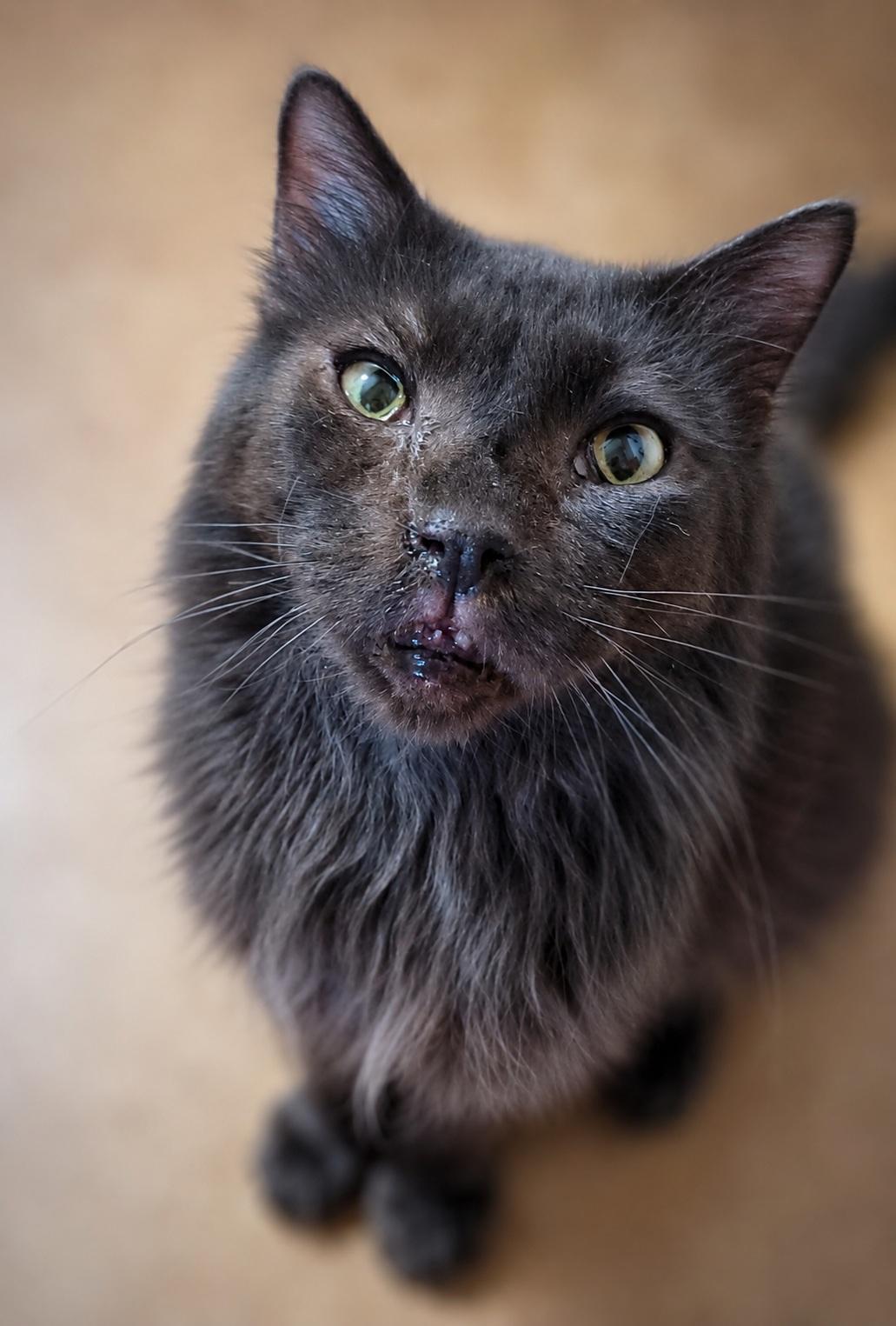 Enlarge Fernando, a ADOPTABLE Domestic Long Hair in Scottsdale, AZ image 2/4