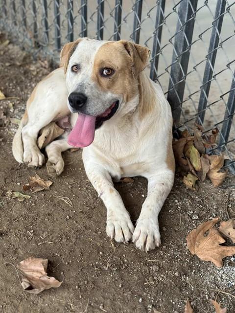 BUGS — thumbnail 2