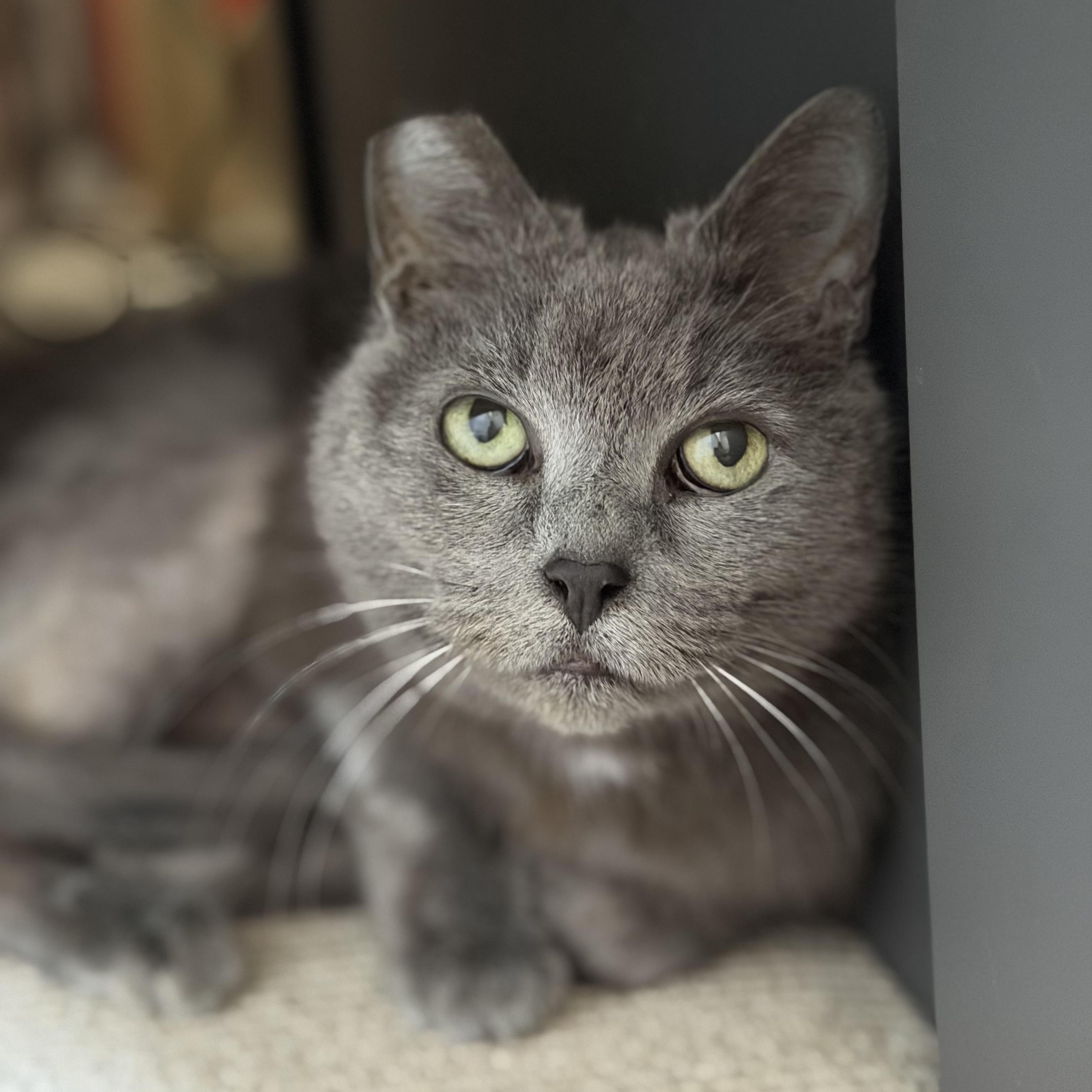 Enlarge Mouse (Pure sugar kitty), a ADOPTABLE mixed breed in Atlanta, GA image 4/6