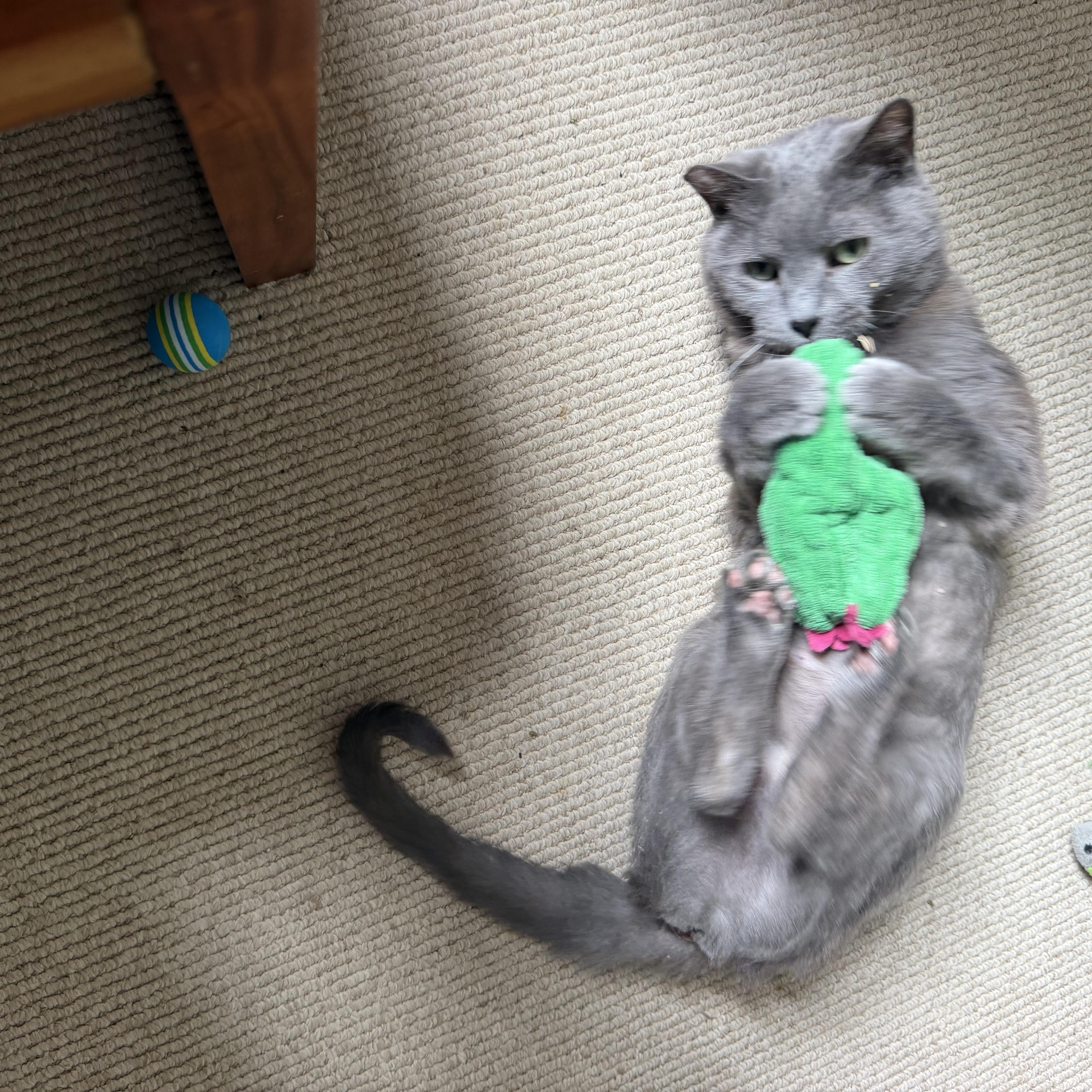 Enlarge Mouse (Pure sugar kitty), a ADOPTABLE mixed breed in Atlanta, GA image 2/6