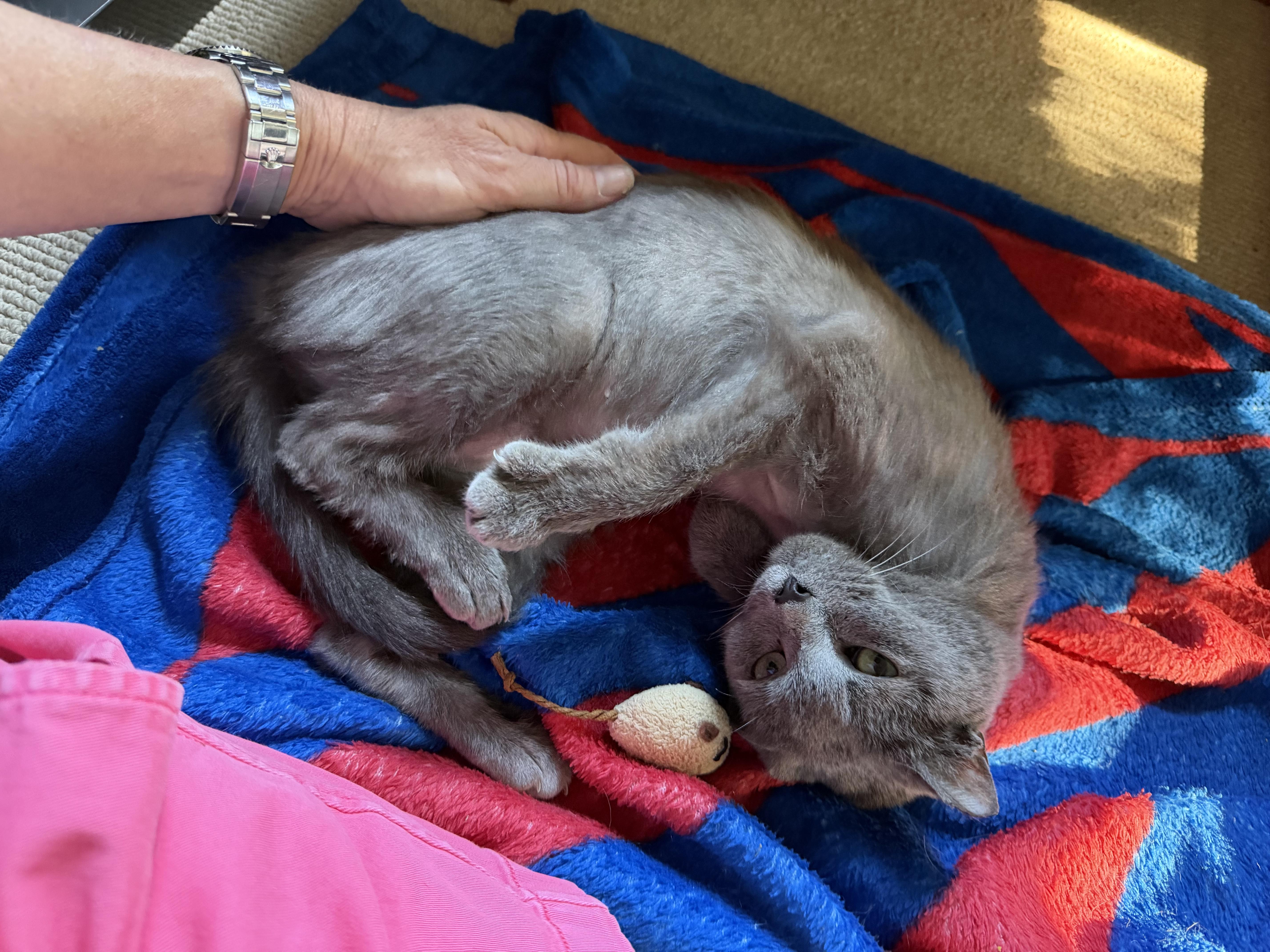 Enlarge Mouse (Pure sugar kitty), a ADOPTABLE mixed breed in Atlanta, GA image 3/6