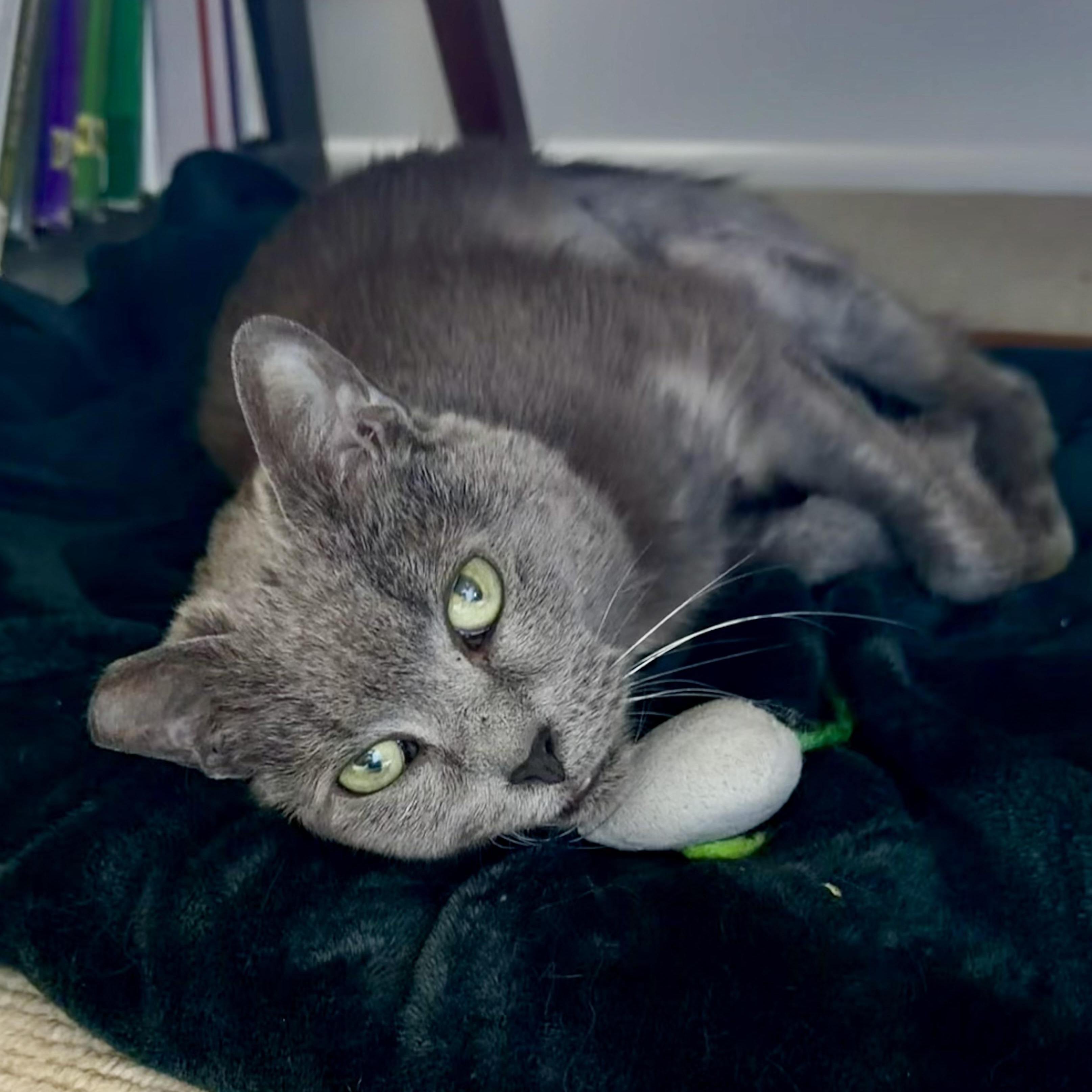 Enlarge Mouse (Pure sugar kitty), a ADOPTABLE mixed breed in Atlanta, GA image 5/6
