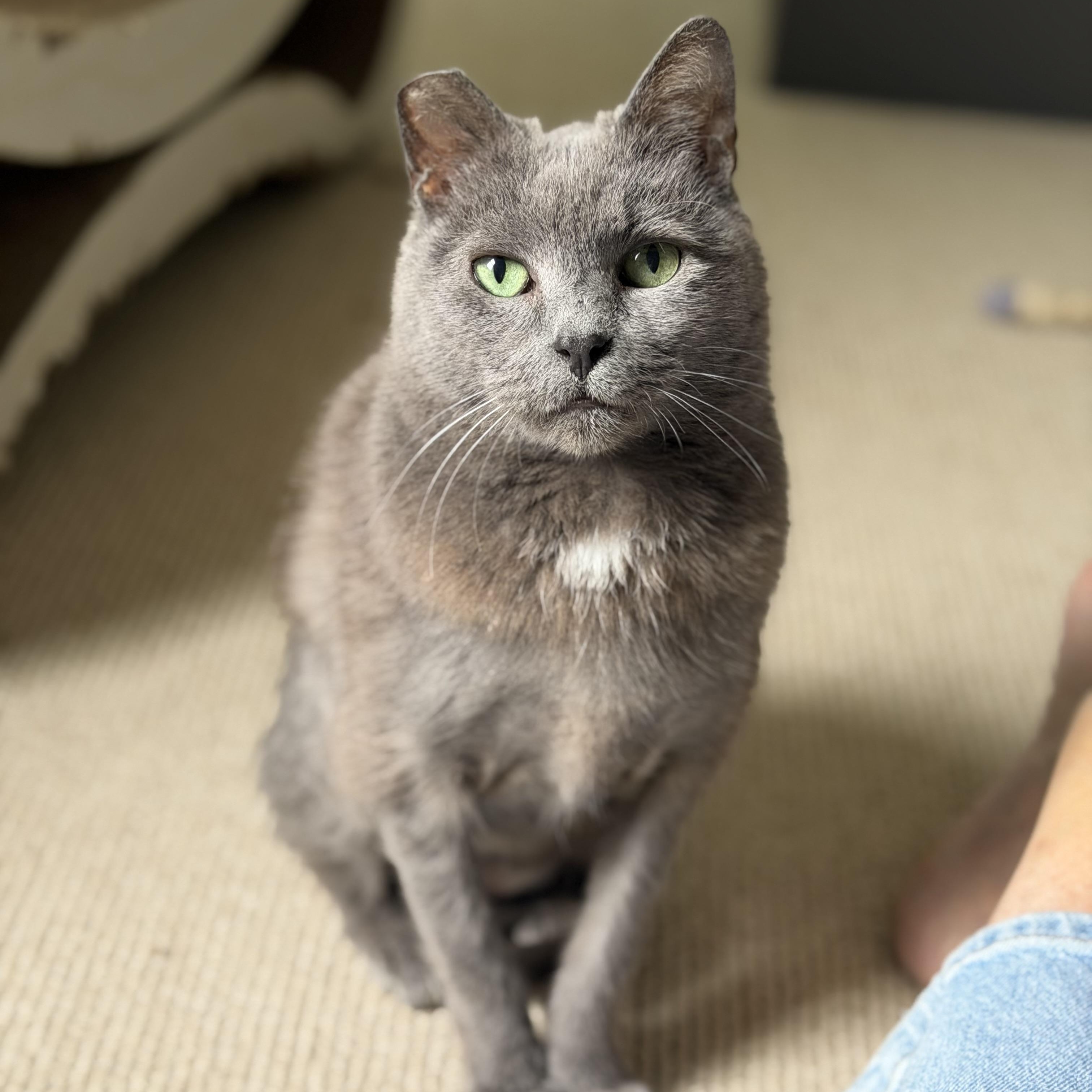 Mouse (Pure sugar kitty), ADOPTABLE, Adult Female Domestic Short Hair & Russian Blue.