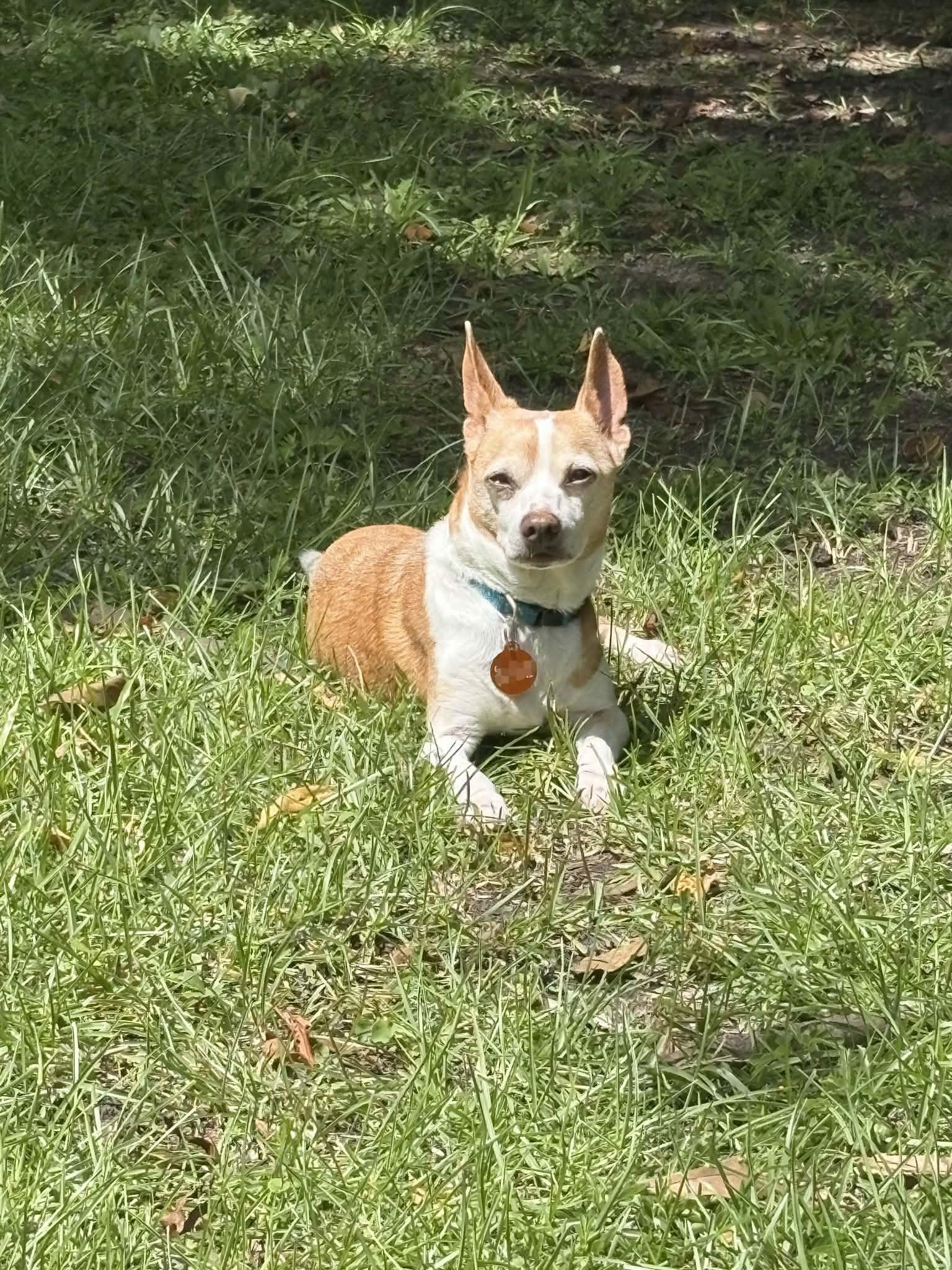 Waldo, a Adoptable mixed breed in metairie, LA image 1/4
