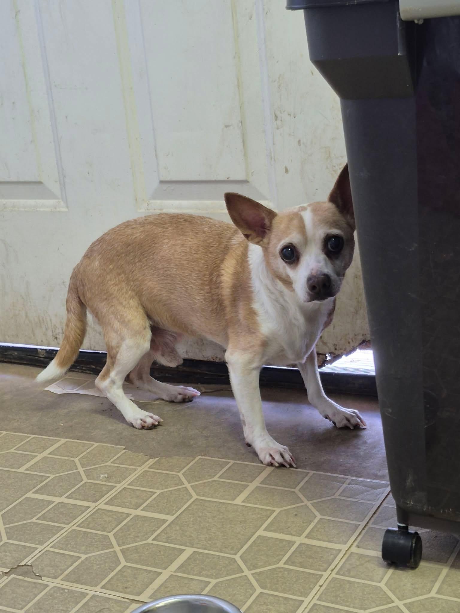 Waldo, a Adoptable mixed breed in metairie, LA image 4/4