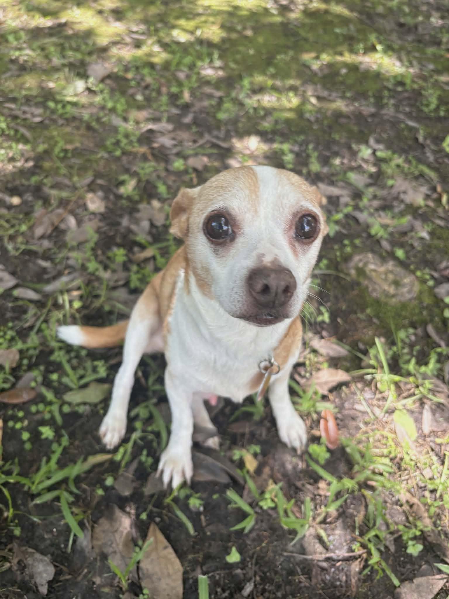 Waldo, a Adoptable mixed breed in metairie, LA image 2/4