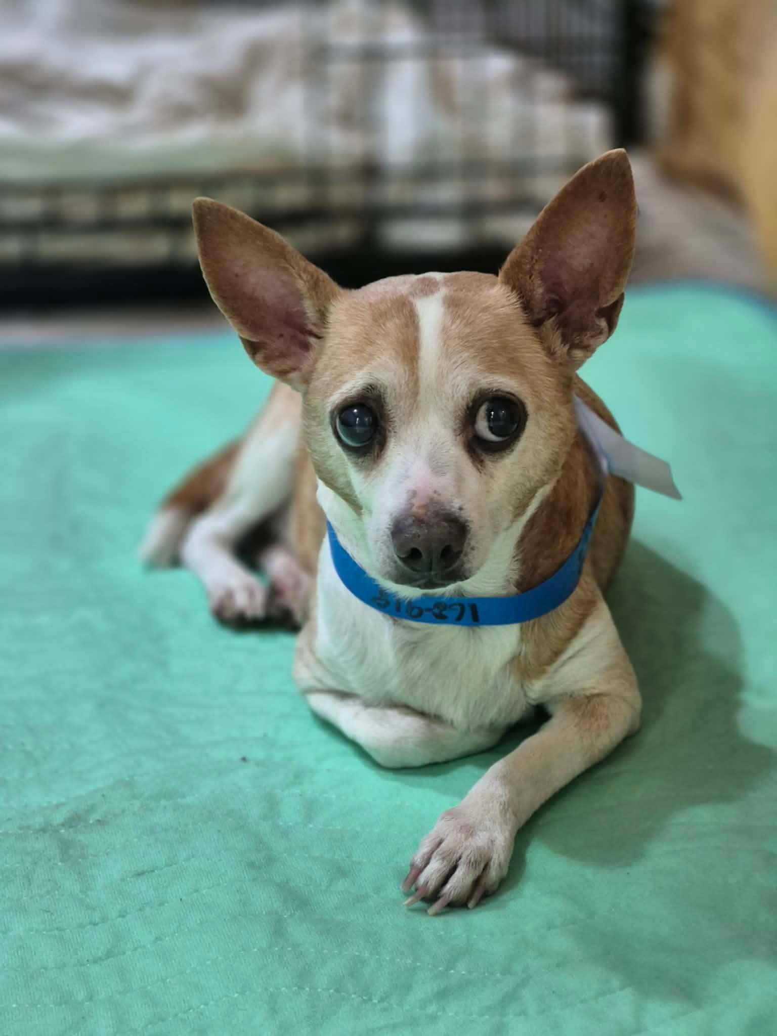 Waldo, a Adoptable mixed breed in metairie, LA image 3/4