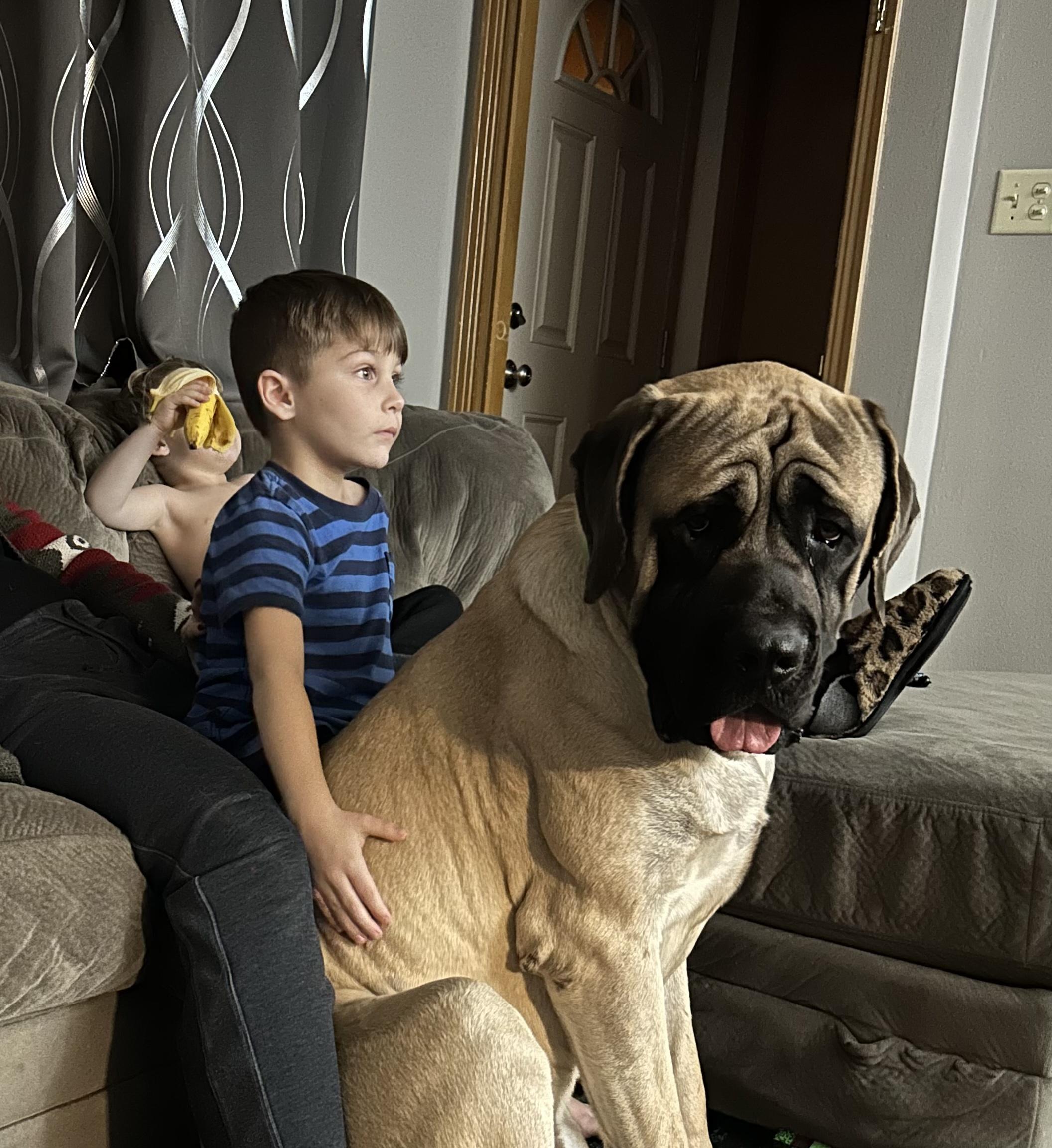 Enlarge Boston (aka "Boss"), an adopted Mastiff in Pottersville, NJ image 3/3