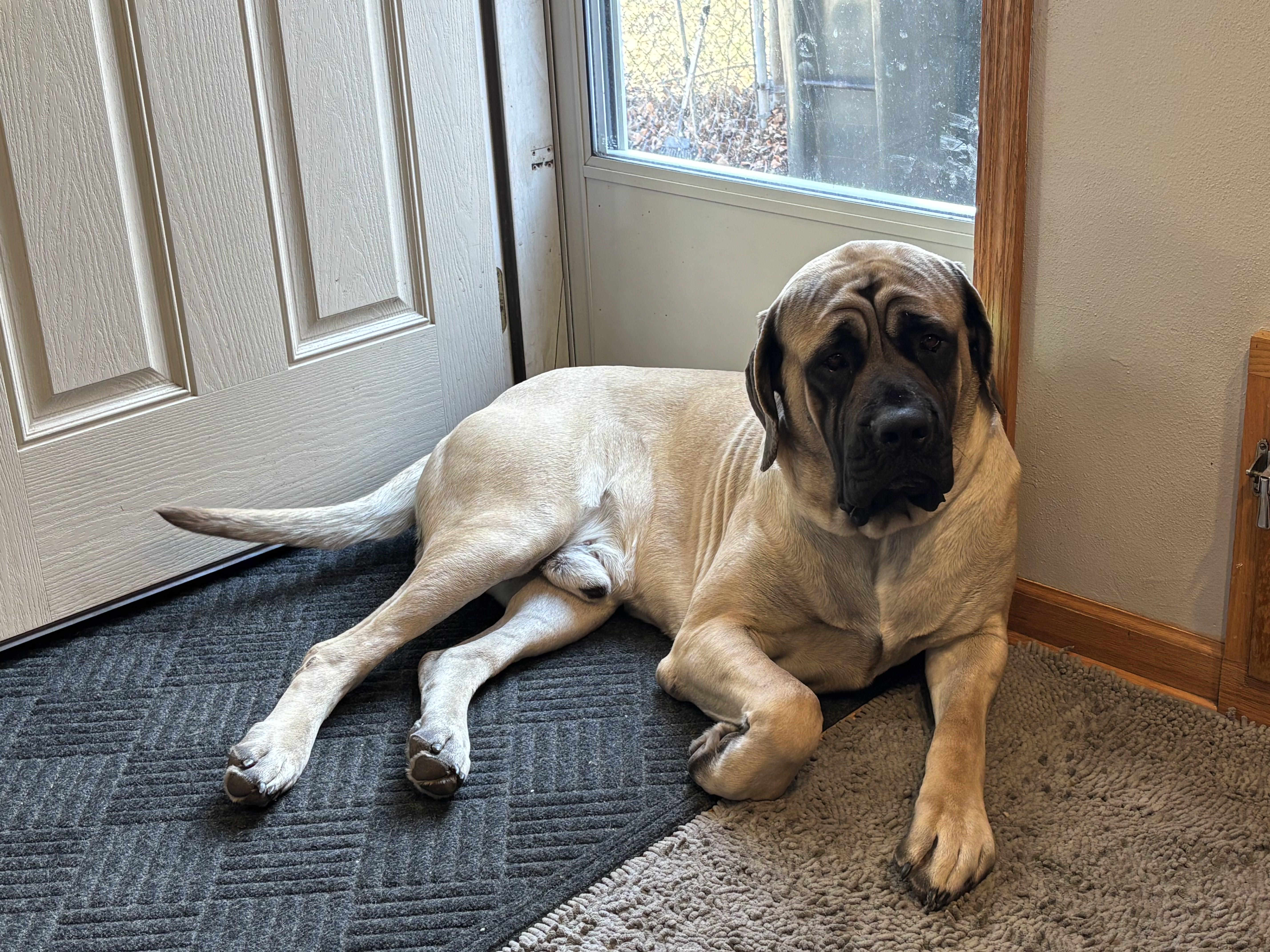 Enlarge Boston (aka "Boss"), an adopted Mastiff in Pottersville, NJ image 2/3