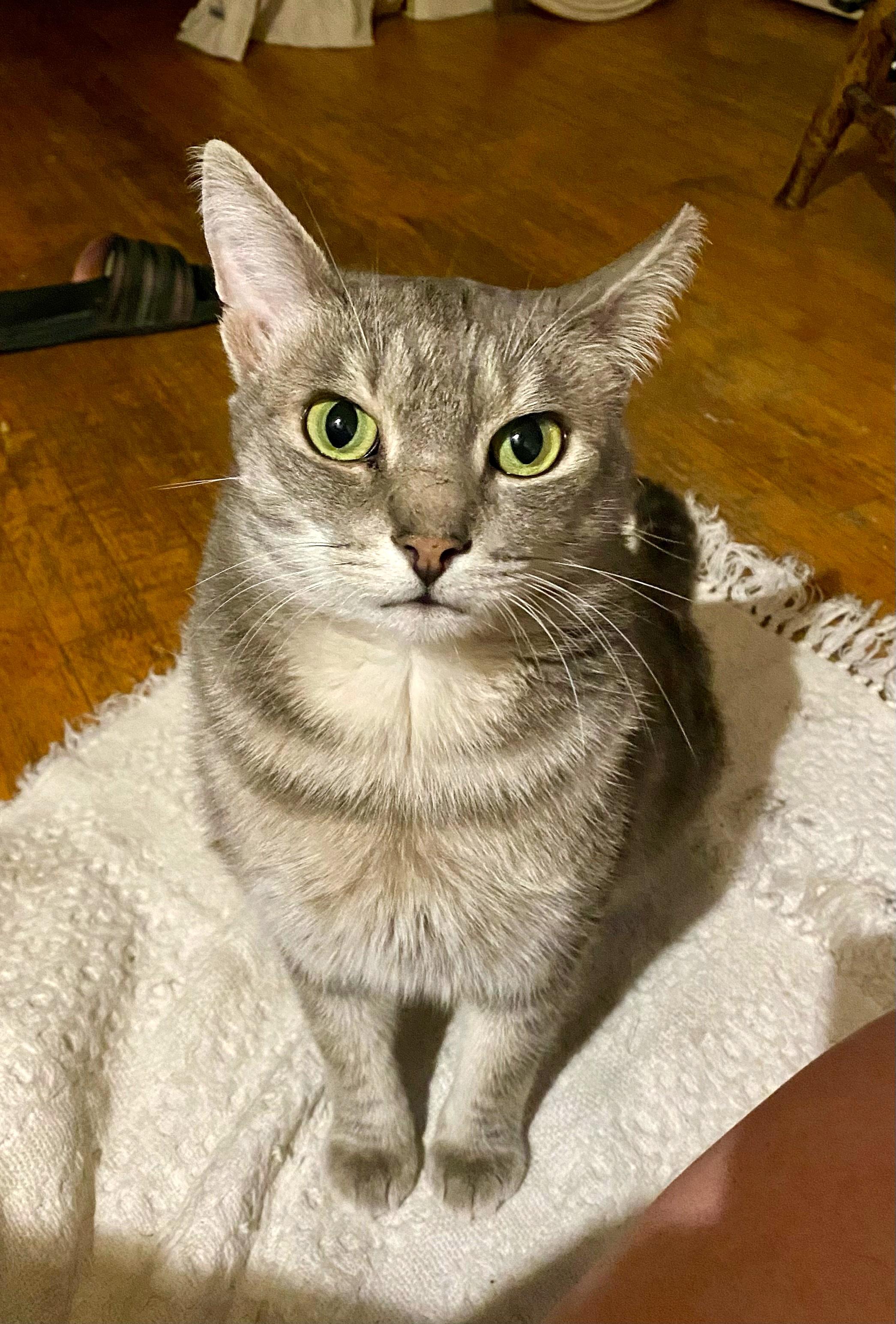 Merlot, Adoptable, Adult Male Tabby.