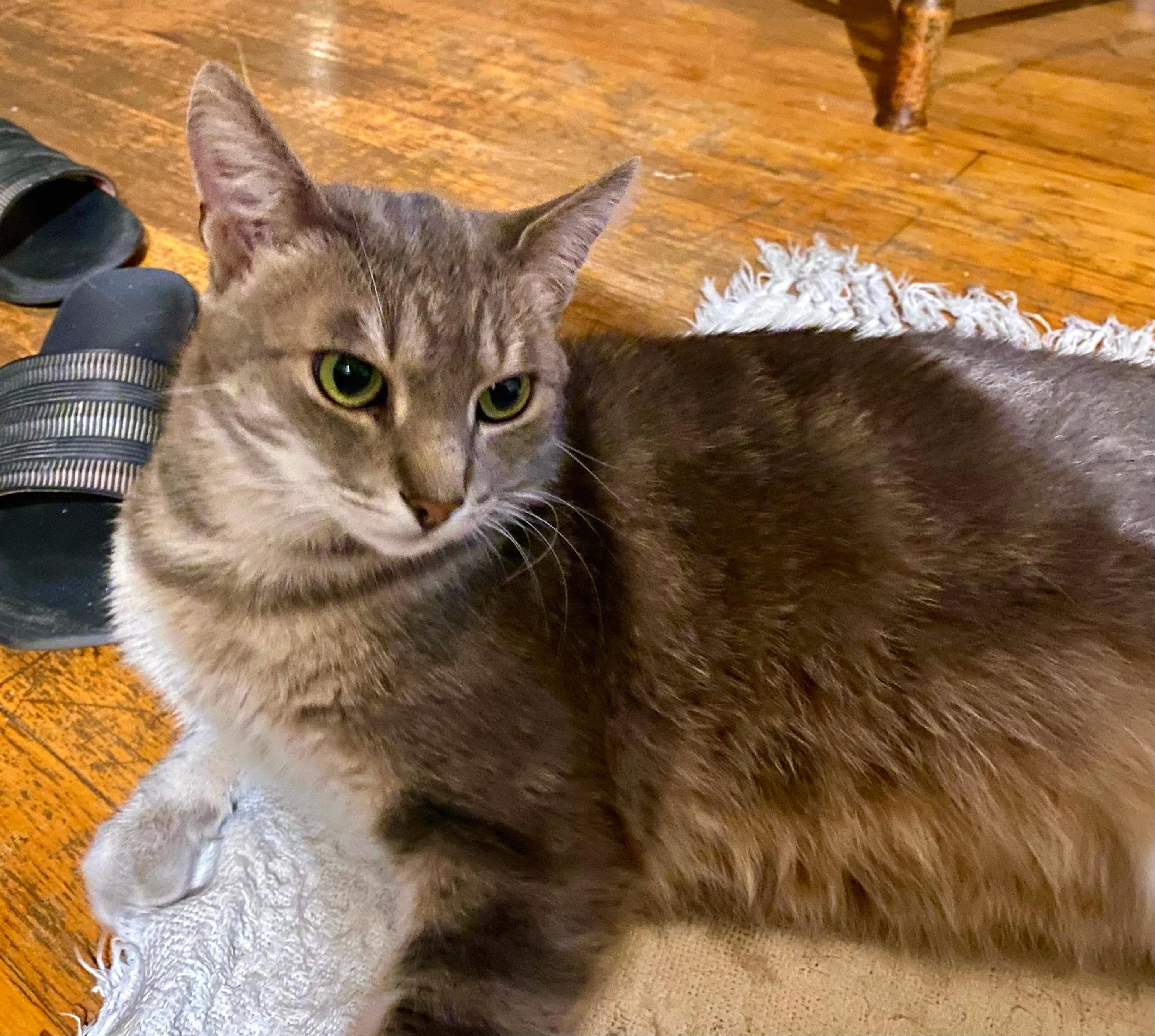 Merlot, a Adoptable Tabby in Verdun, QC image 2/2