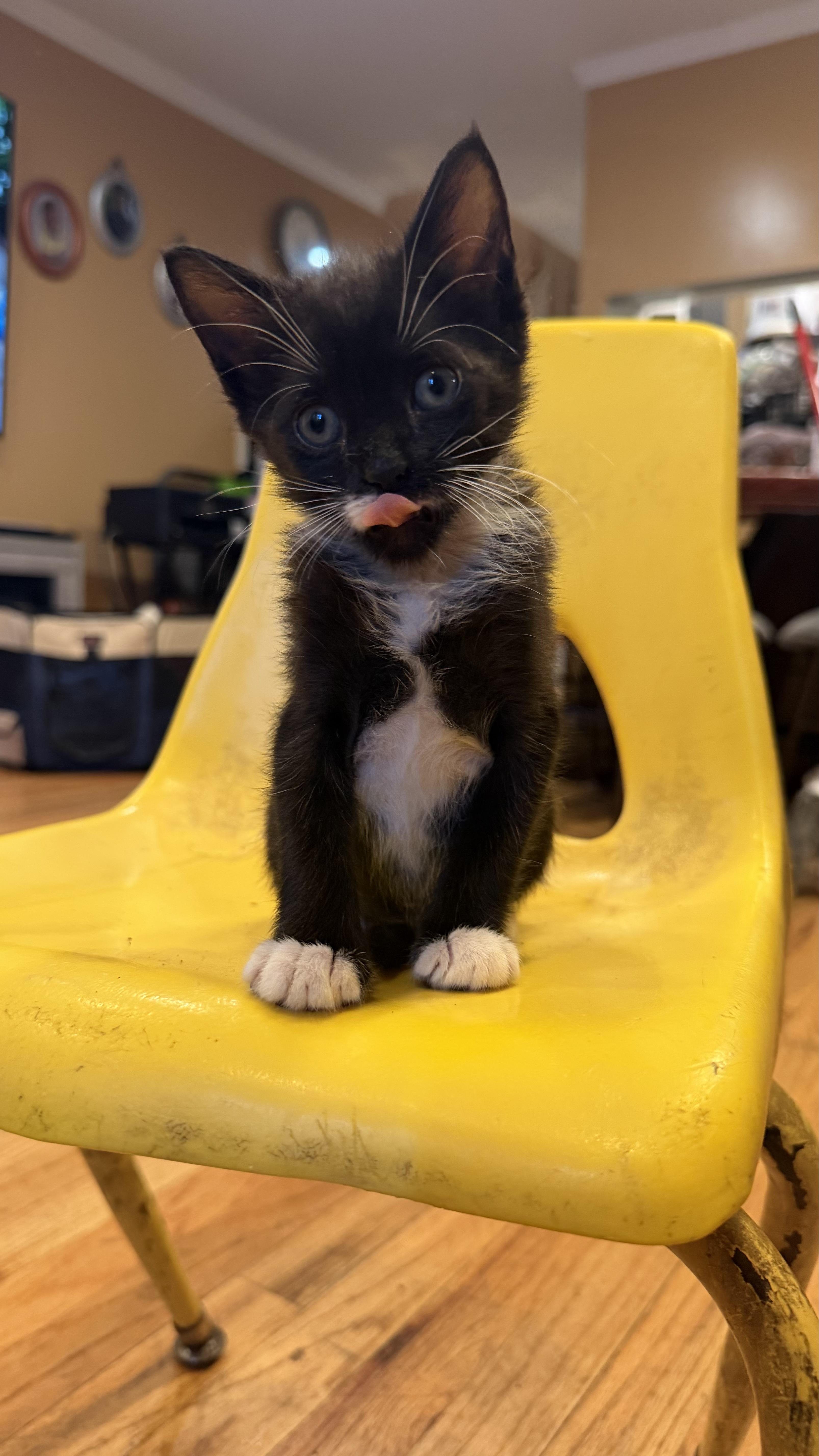 Cobblestone, a ADOPTABLE Domestic Short Hair in Brooklyn, NY image 2/5