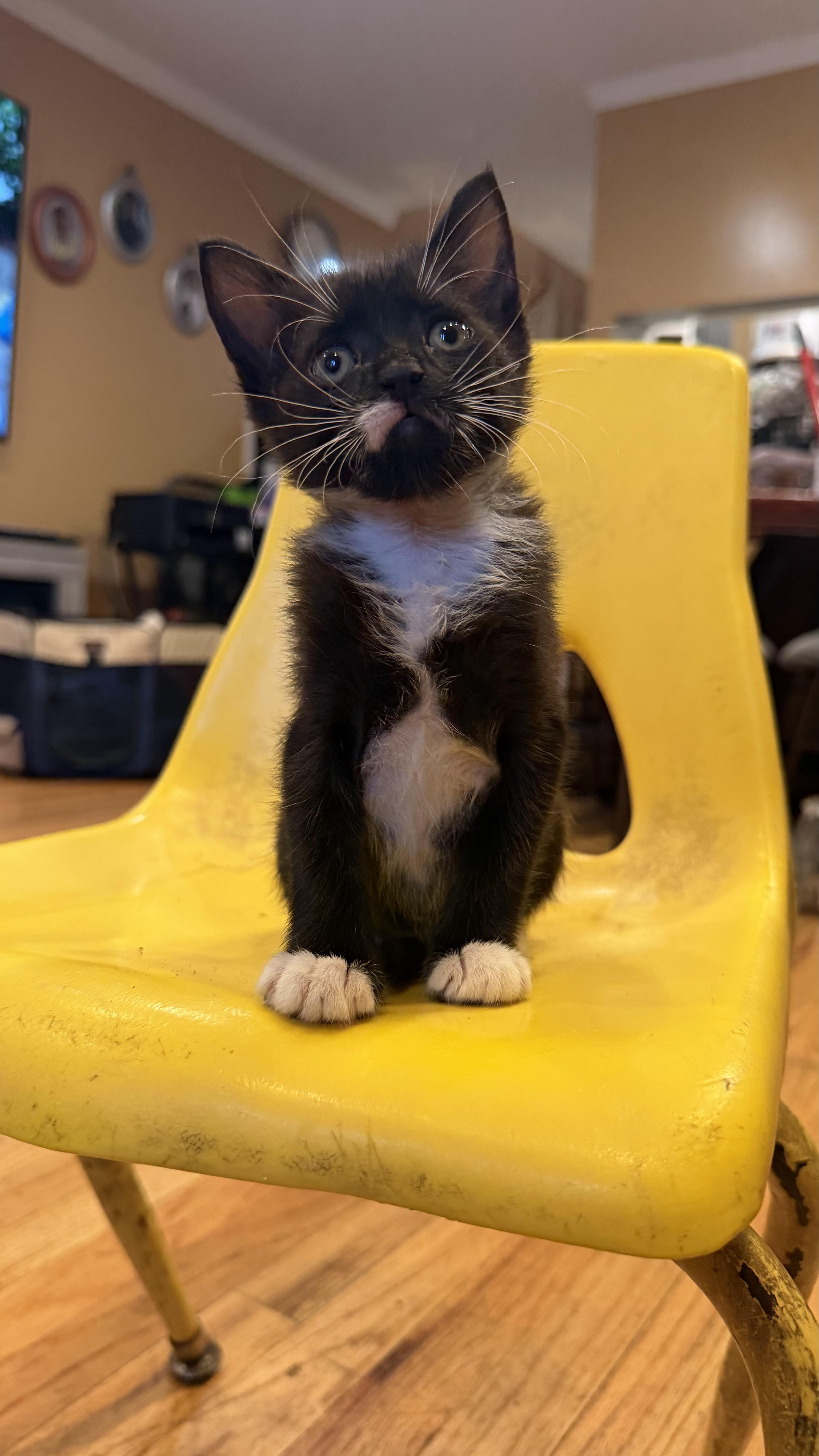 Cobblestone, ADOPTABLE, Kitten Male Domestic Short Hair.