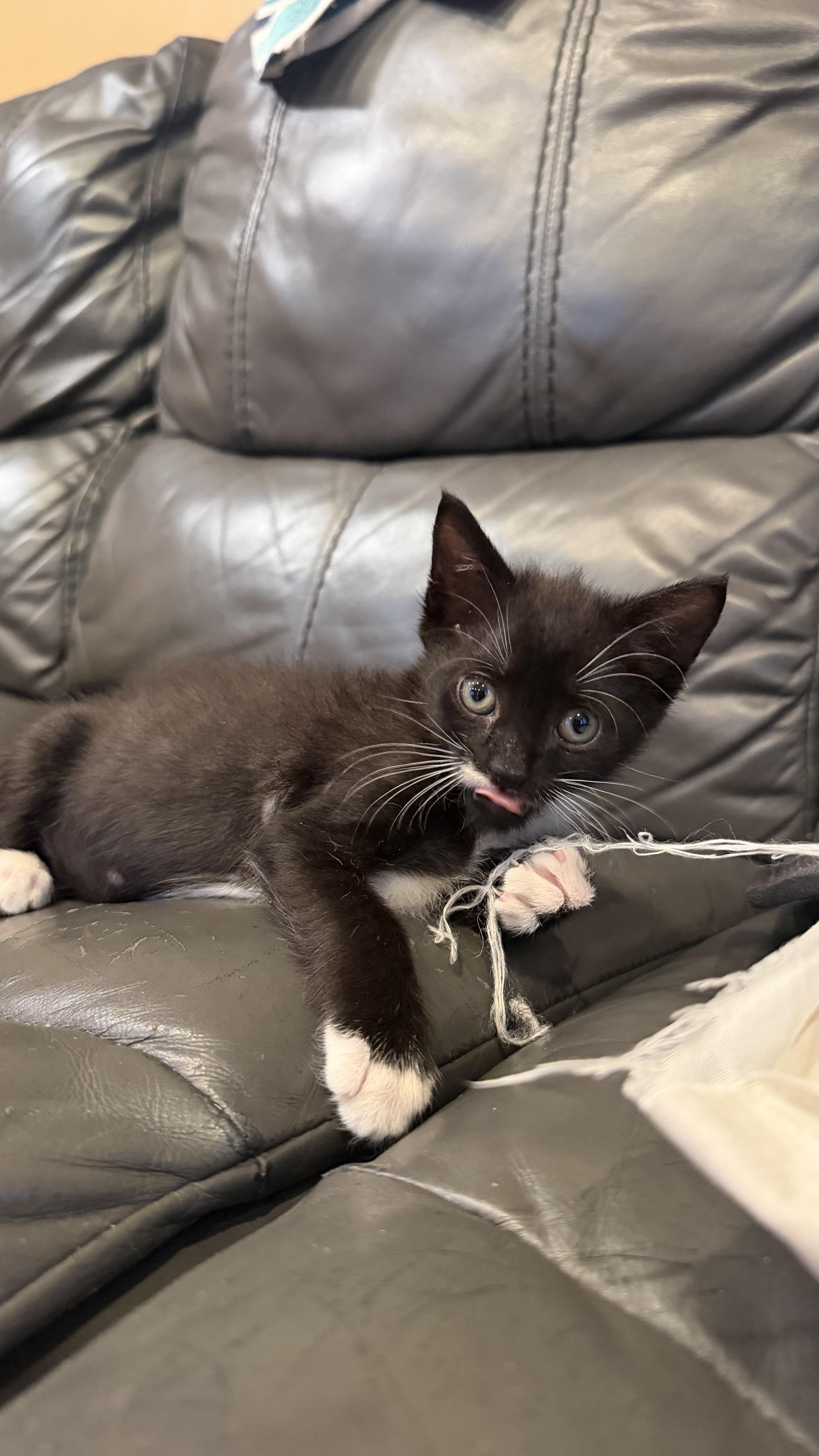 Cobblestone, a ADOPTABLE Domestic Short Hair in Brooklyn, NY image 4/5