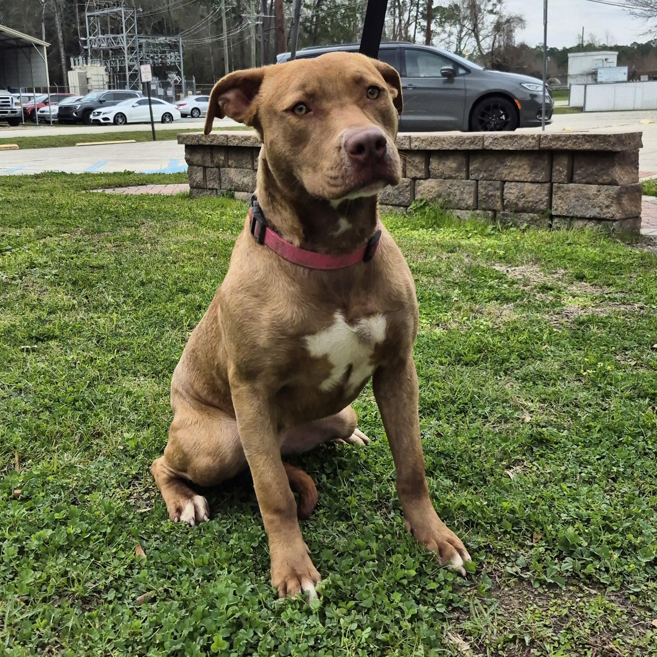 Enlarge Autumn, a Adoptable mixed breed in Slidell, LA image 3/3