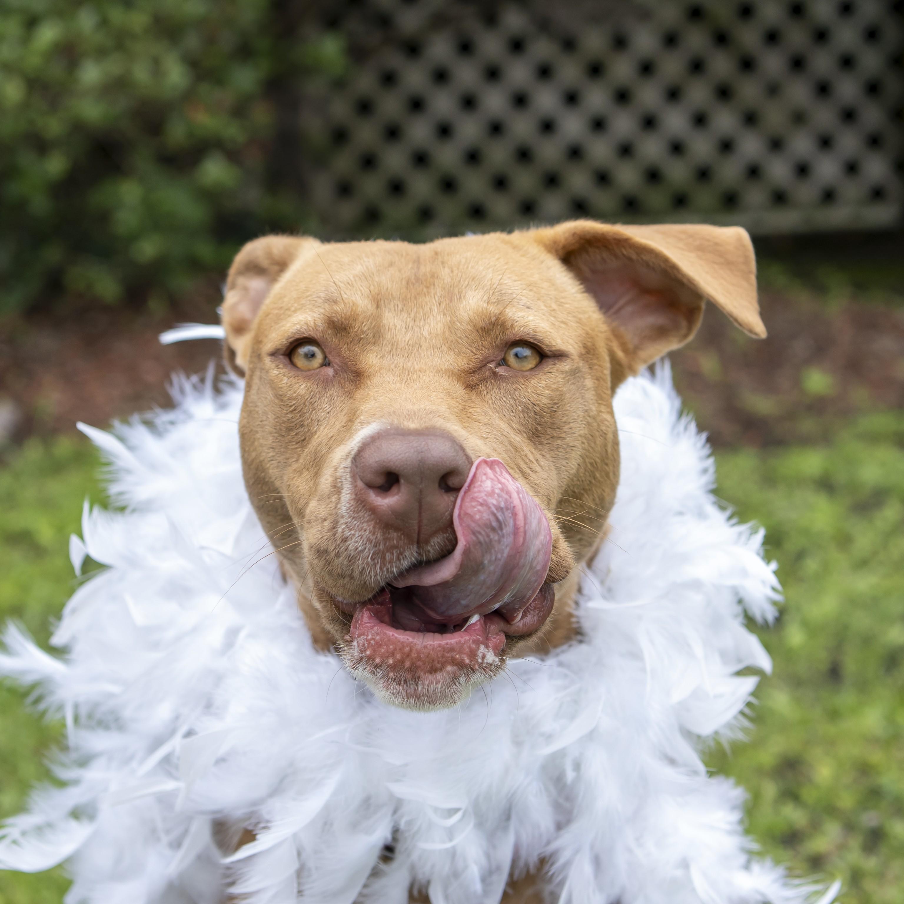 Enlarge Autumn, a Adoptable mixed breed in Slidell, LA image 1/3