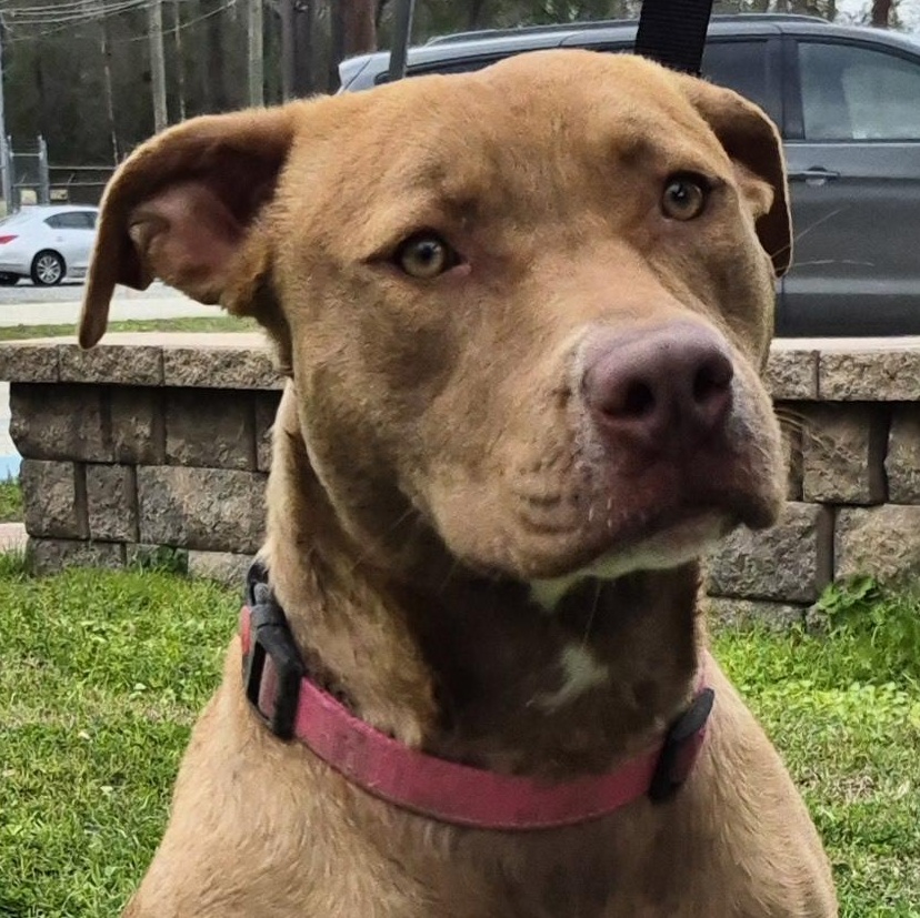 Enlarge Autumn, a Adoptable mixed breed in Slidell, LA image 2/3