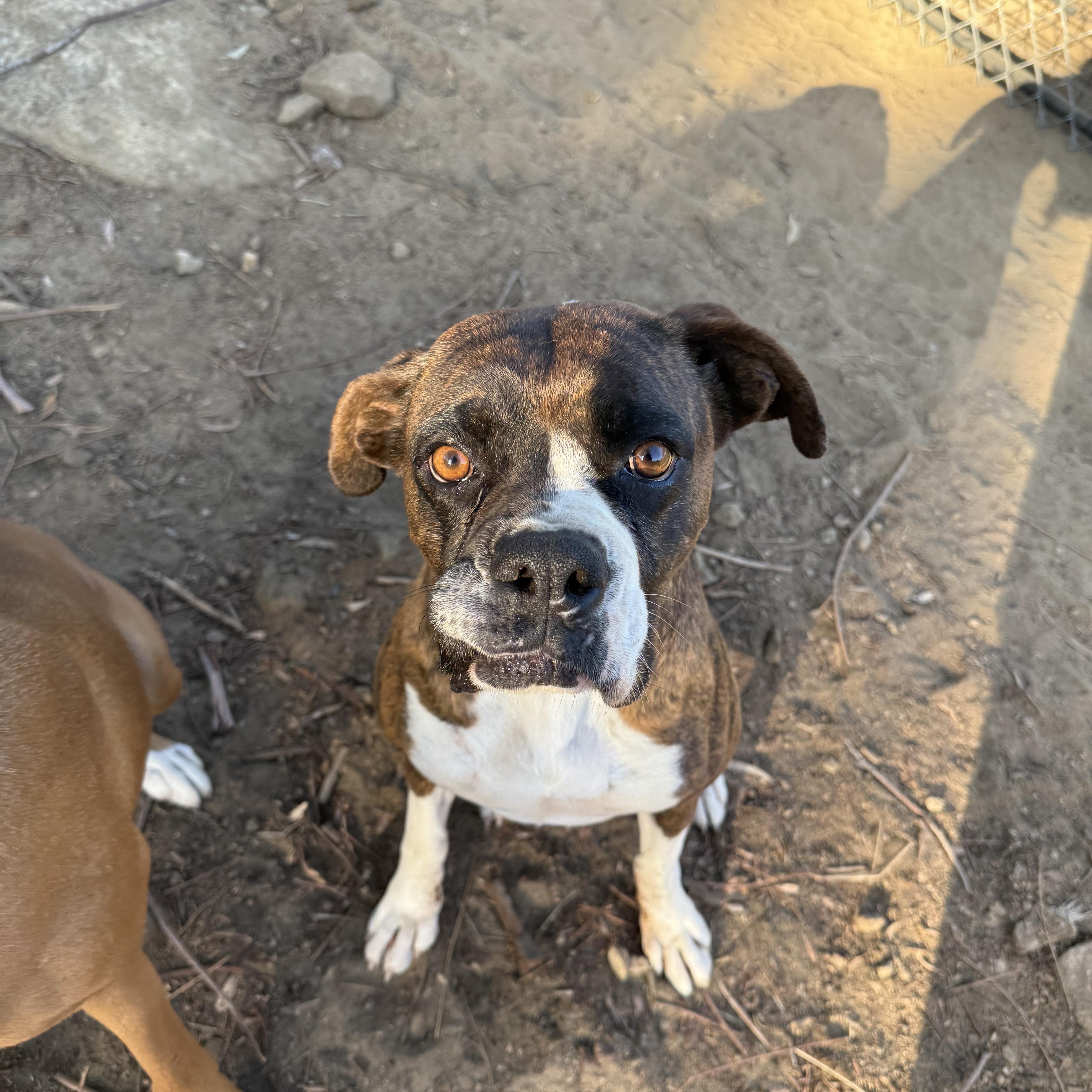 Roxie, Adopted, Adult Female Boxer.