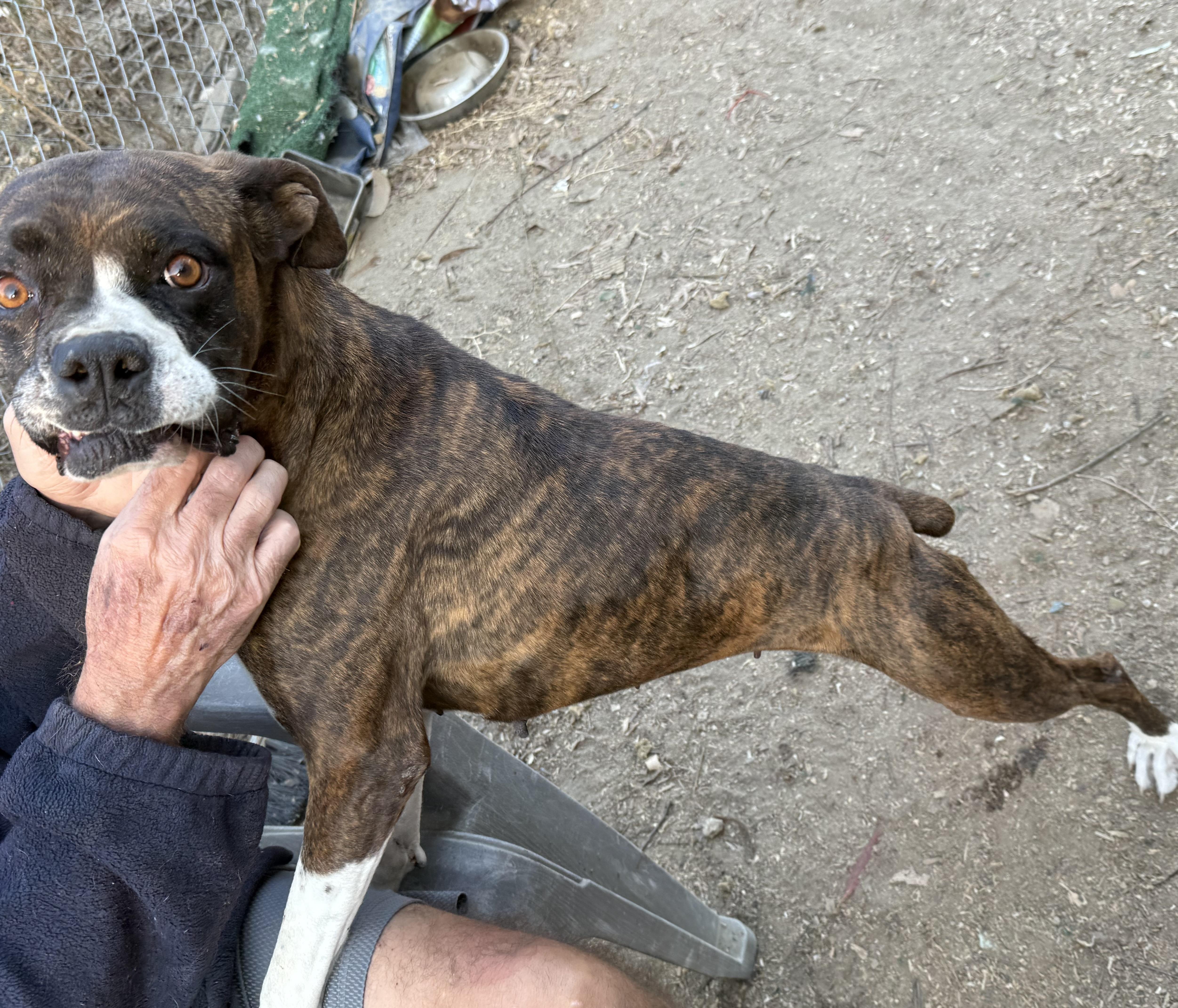Enlarge Roxie, a Adopted Boxer in Temecula, CA image 2/3