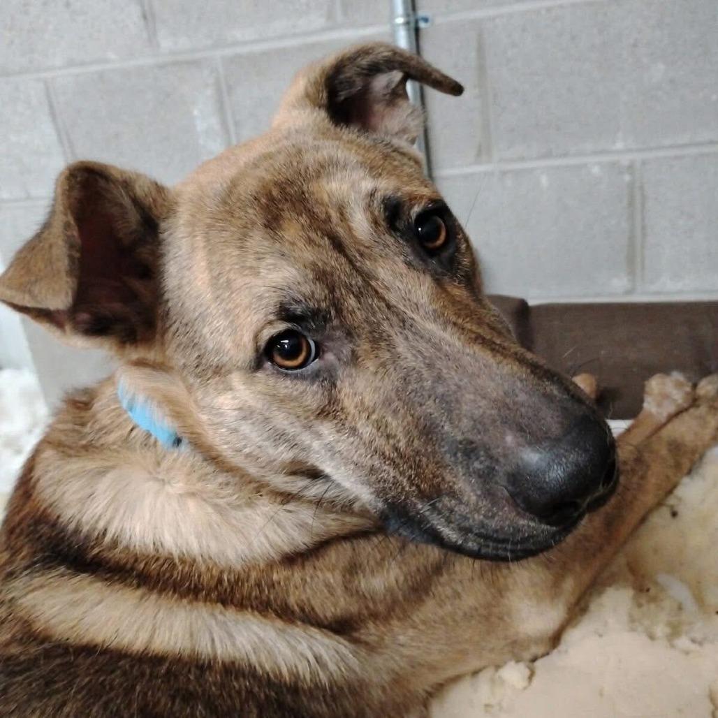 Kevin, Adoptable, Puppy Male Mixed Breed.