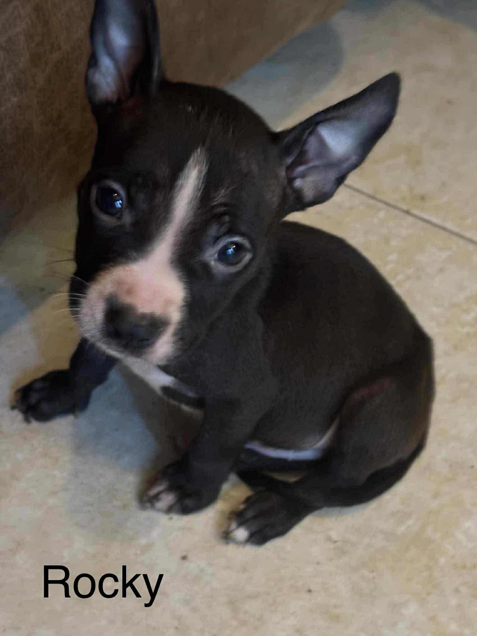 Rocco, a Adopted American Staffordshire Terrier in Newport, NH image 1/3