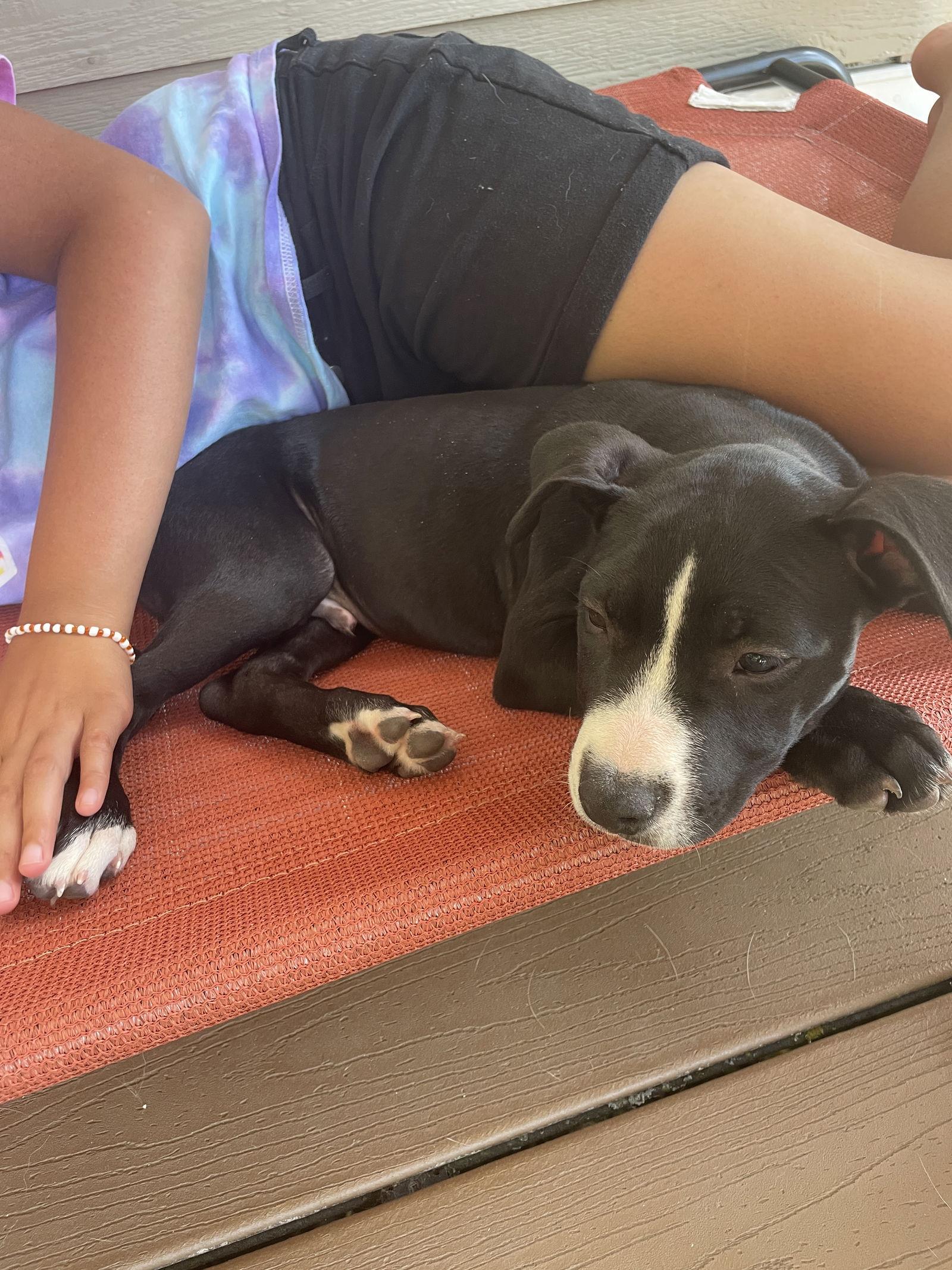 Rocco, a Adopted American Staffordshire Terrier in Newport, NH image 2/3