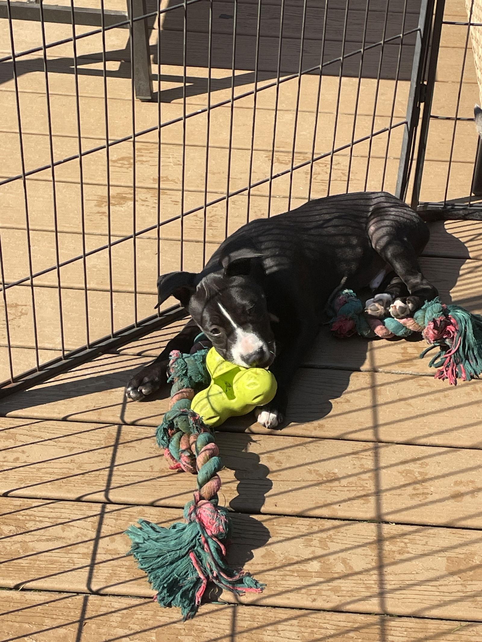 Rocco, a Adopted American Staffordshire Terrier in Newport, NH image 3/3