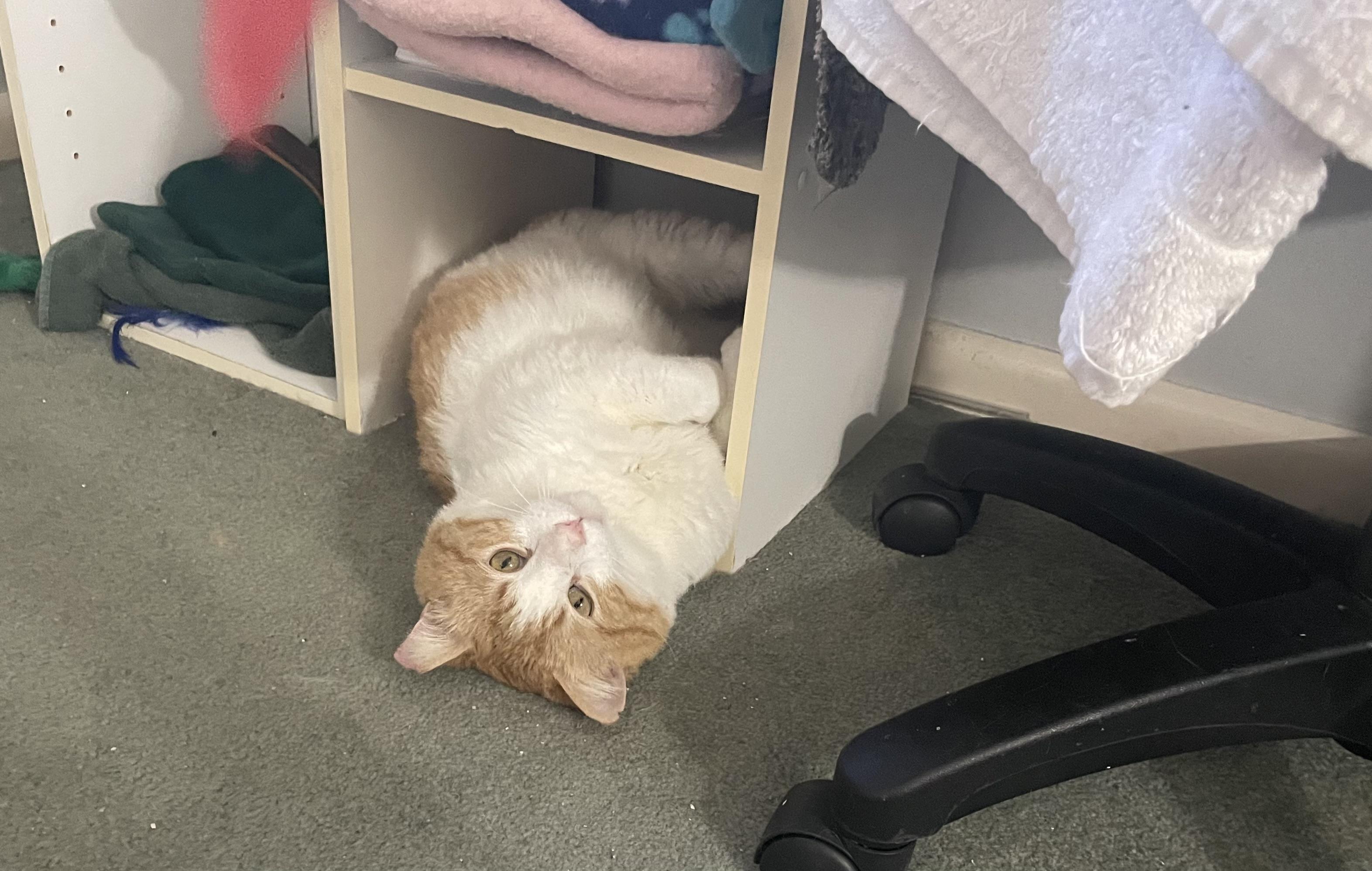 Enlarge Cheeto, a ADOPTABLE Domestic Medium Hair in Milwaukee, WI image 4/4