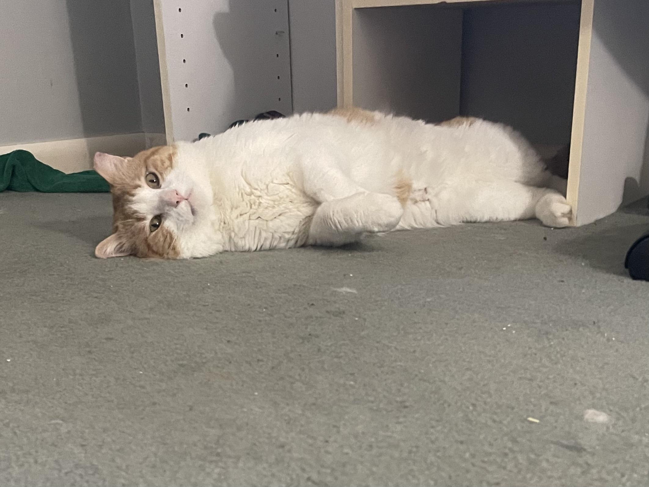 Enlarge Cheeto, a ADOPTABLE Domestic Medium Hair in Milwaukee, WI image 3/4