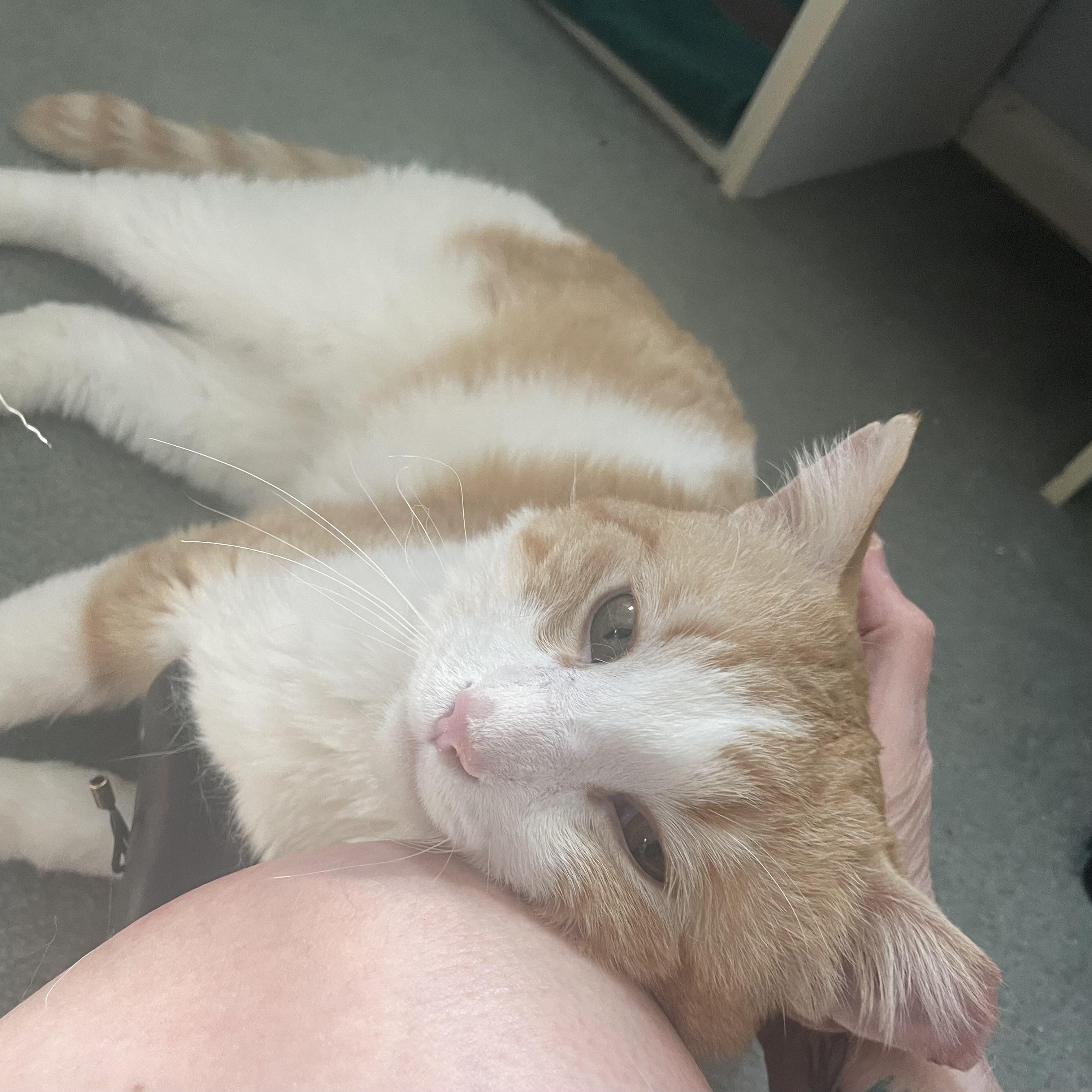 Enlarge Cheeto, a ADOPTABLE Domestic Medium Hair in Milwaukee, WI image 2/4