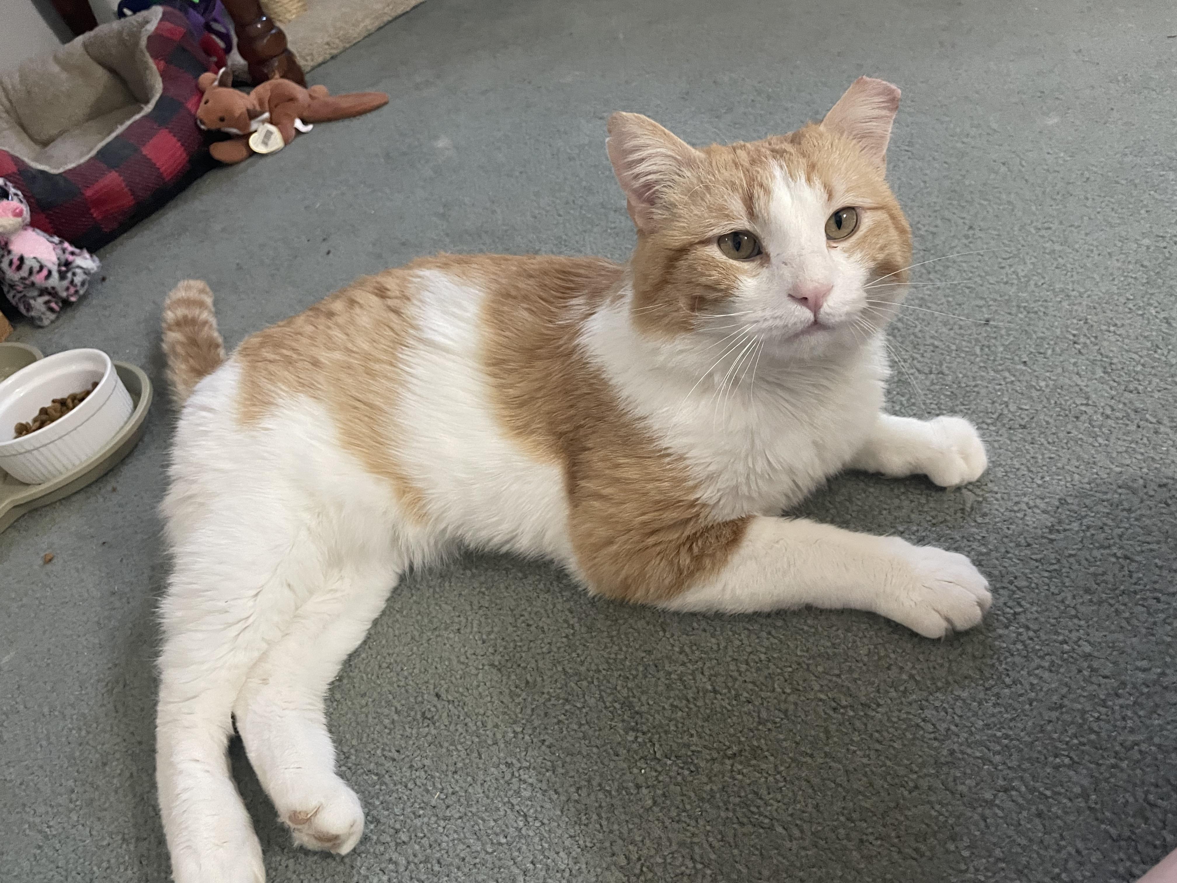 Enlarge Cheeto, a ADOPTABLE Domestic Medium Hair in Milwaukee, WI image 1/4