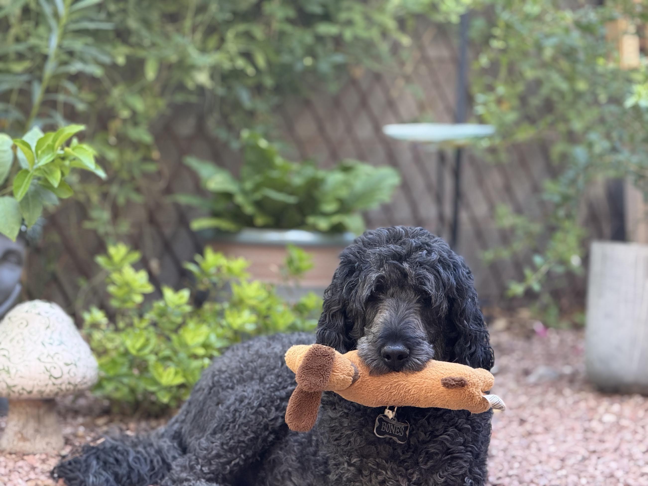 Enlarge Bones, a ADOPTABLE Labradoodle in Las Vegas, NV image 2/2
