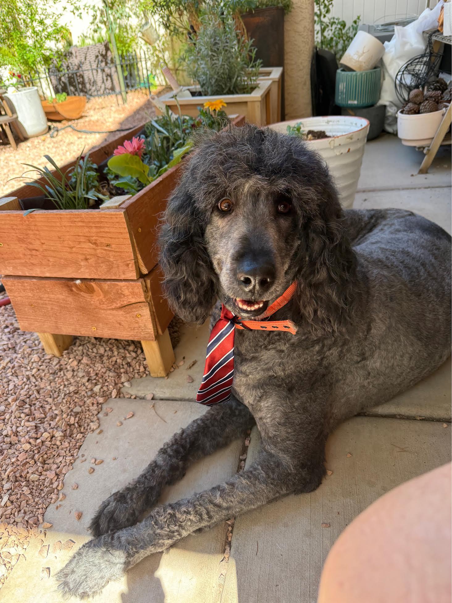 Enlarge Bones, a ADOPTABLE Labradoodle in Las Vegas, NV image 1/2