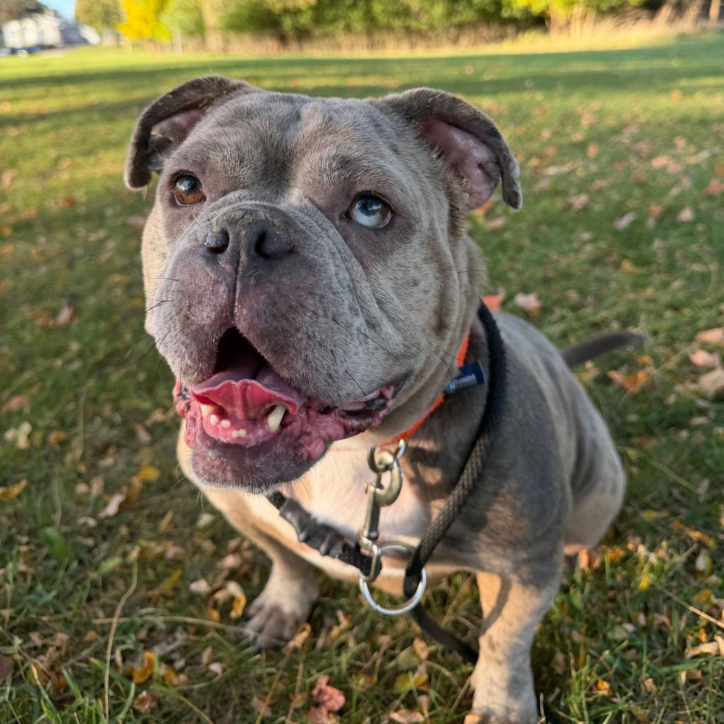Malibu, Adoptable, Adult Female English Bulldog.