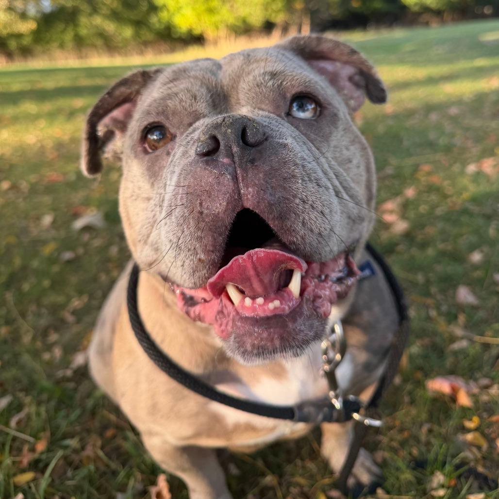 Enlarge Malibu, a Adoptable English Bulldog in Grand Rapids, MI image 2/2
