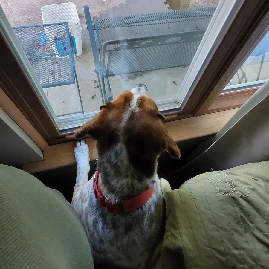 Charlie photo 2