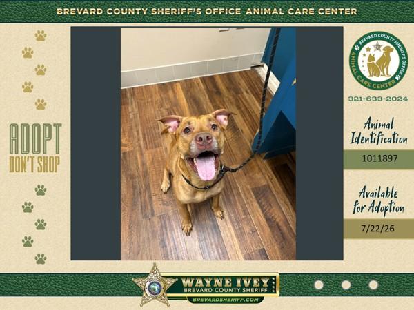 Enlarge Kumquat, a Adoptable mixed breed in Melbourne, FL image 1/1