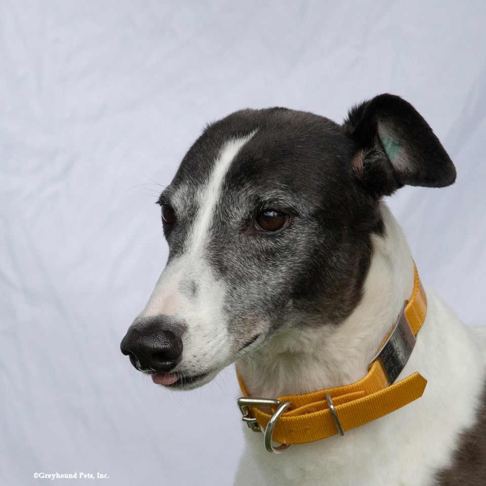 Enlarge Sadie, a Adoptable Greyhound in Woodinville, WA image 1/3
