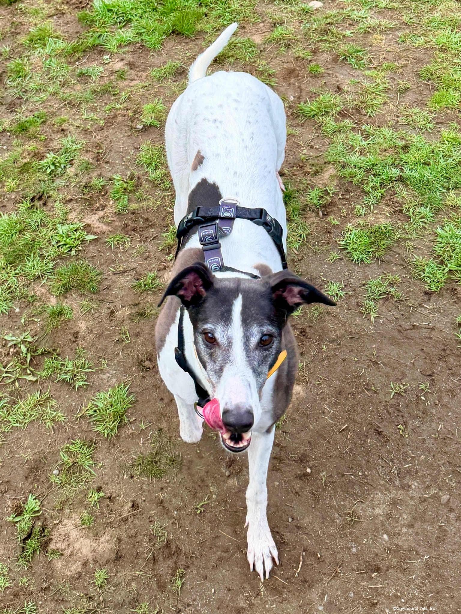 Enlarge Sadie, a Adoptable Greyhound in Woodinville, WA image 3/3