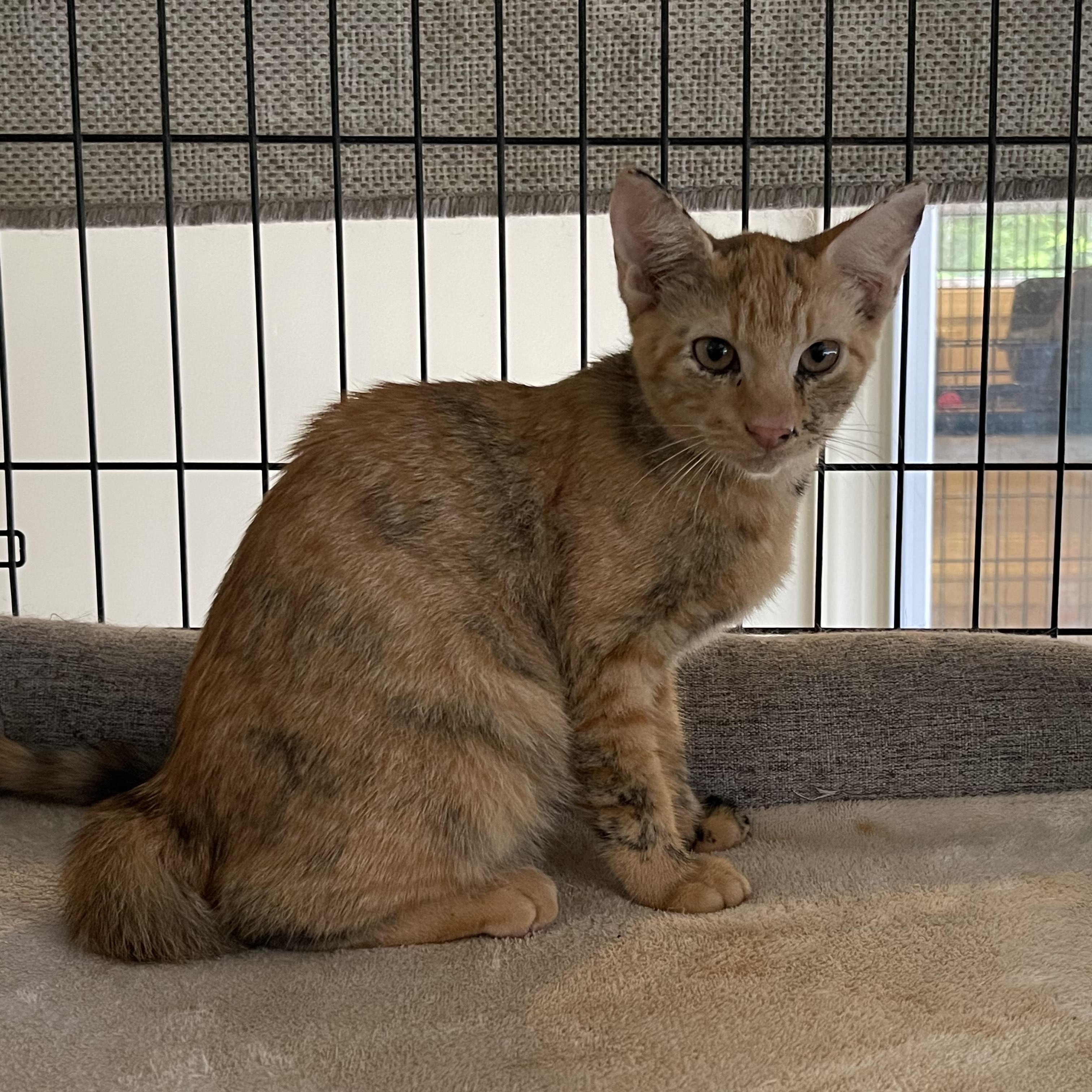 Dixie & Ebony, Adoptable, Kitten Female Domestic Short Hair.