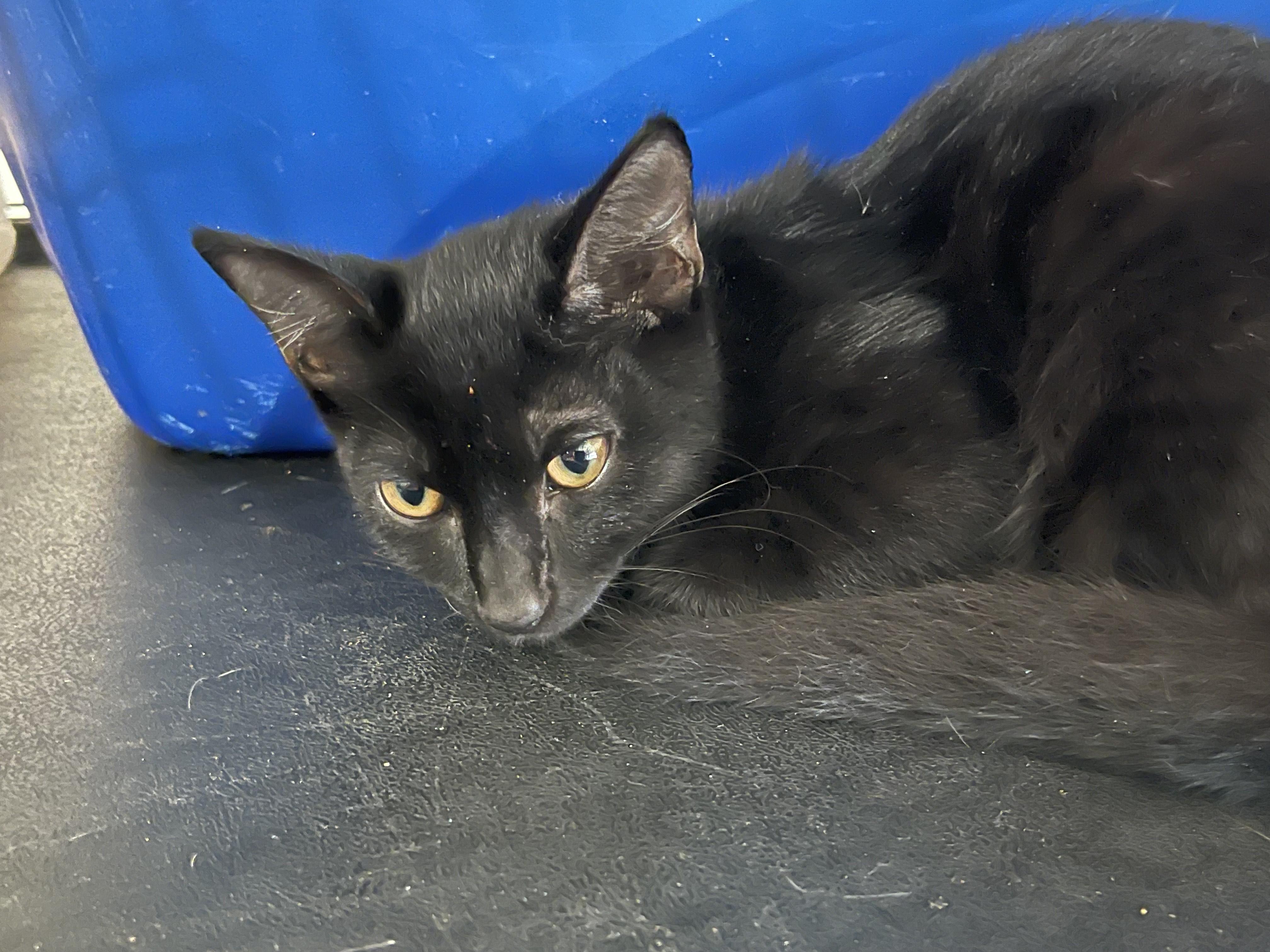 Dixie & Ebony, Adoptable, Kitten Female Domestic Short Hair.