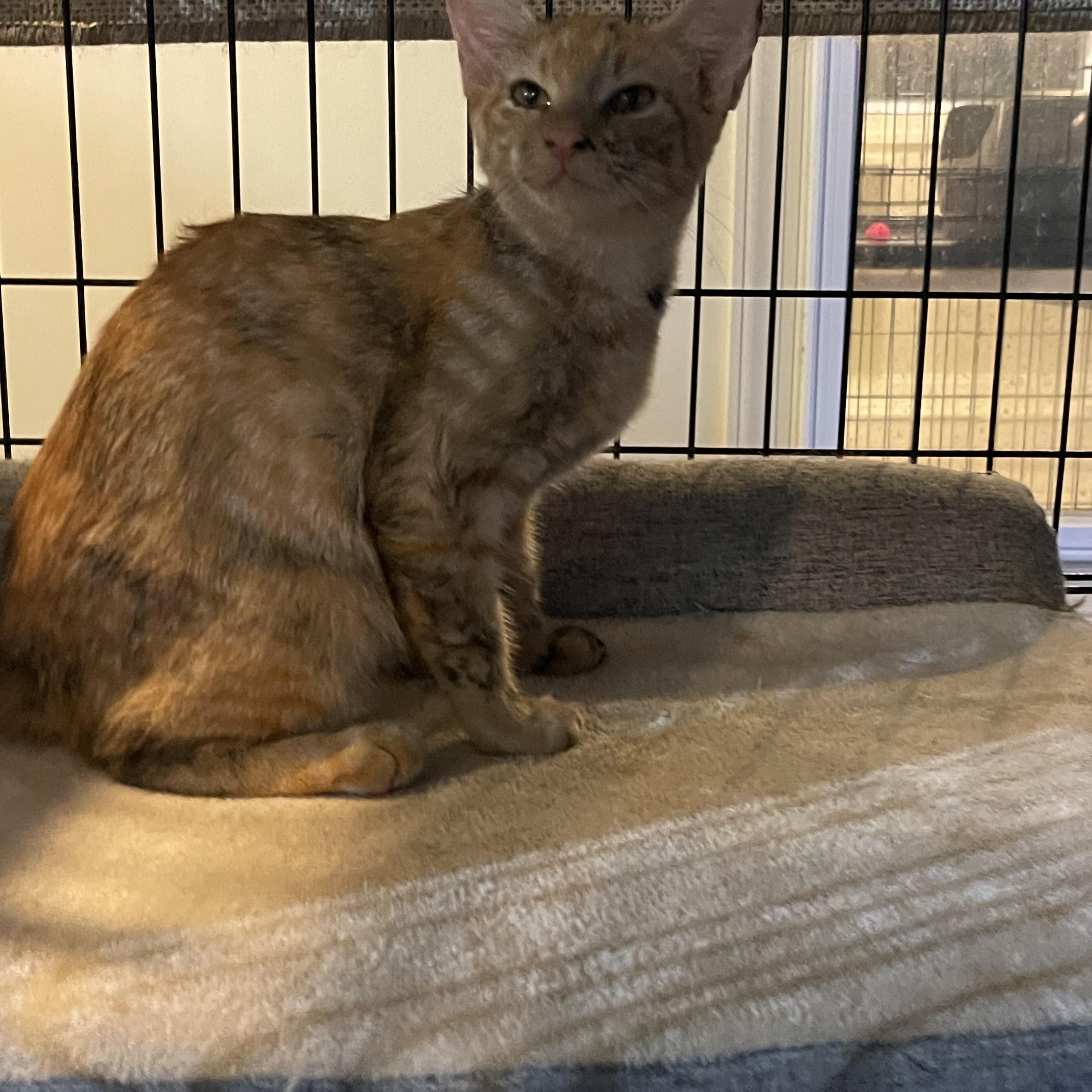 Dixie & Ebony, a Adoptable Domestic Short Hair in Little River, SC image 3/5