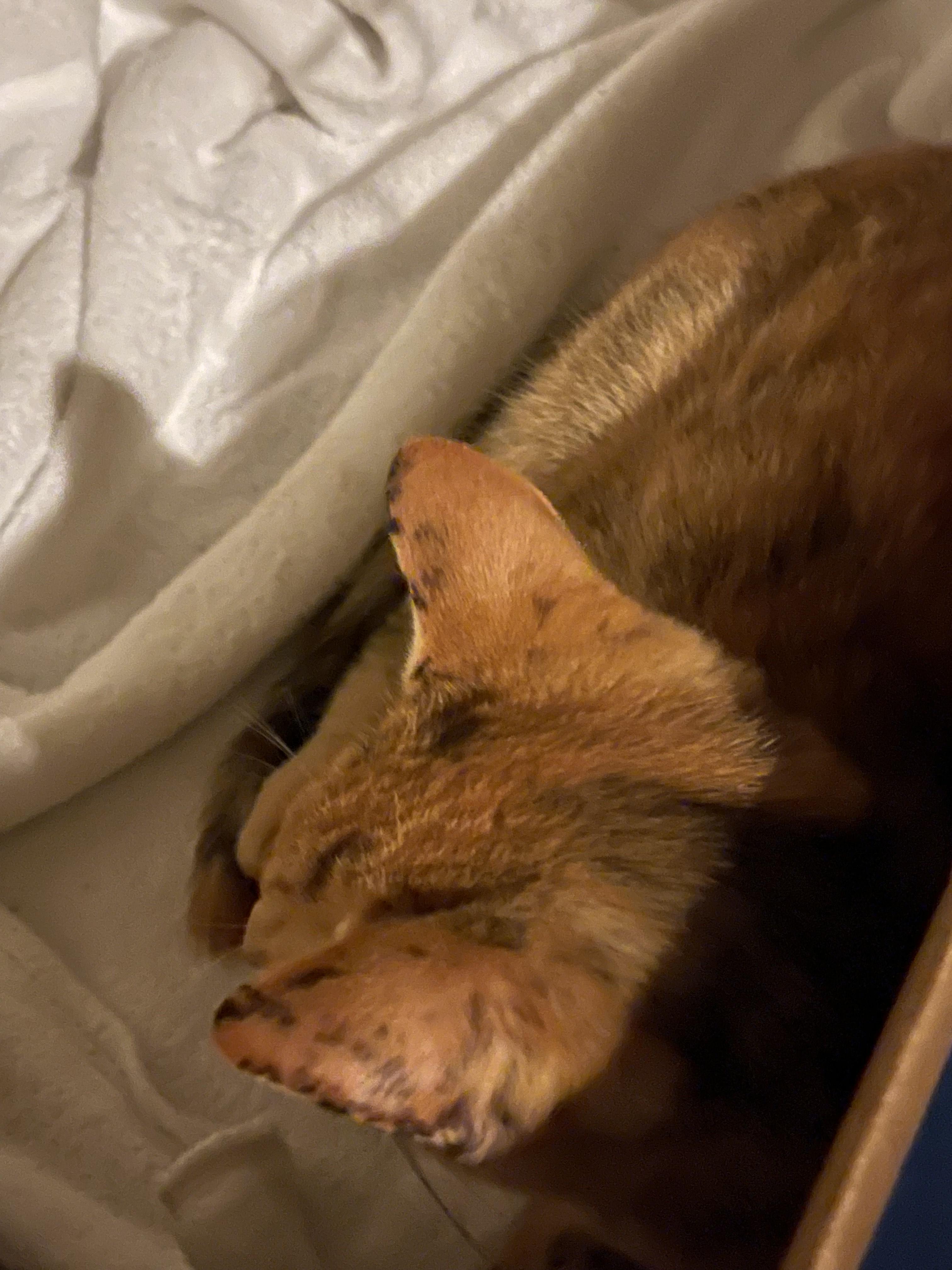 Dixie & Ebony, a Adoptable Domestic Short Hair in Little River, SC image 4/5