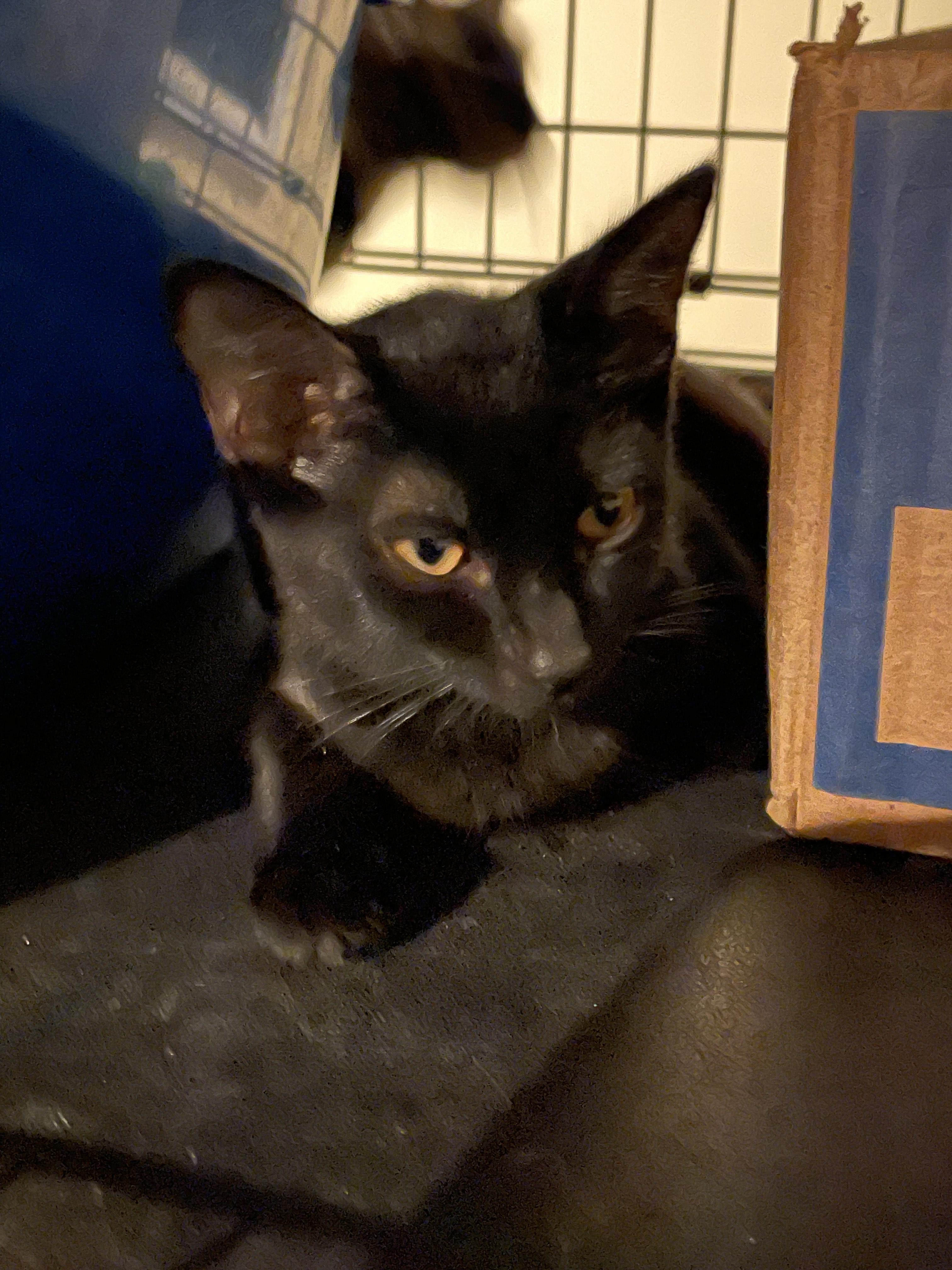 Dixie & Ebony, a Adoptable Domestic Short Hair in Little River, SC image 5/5