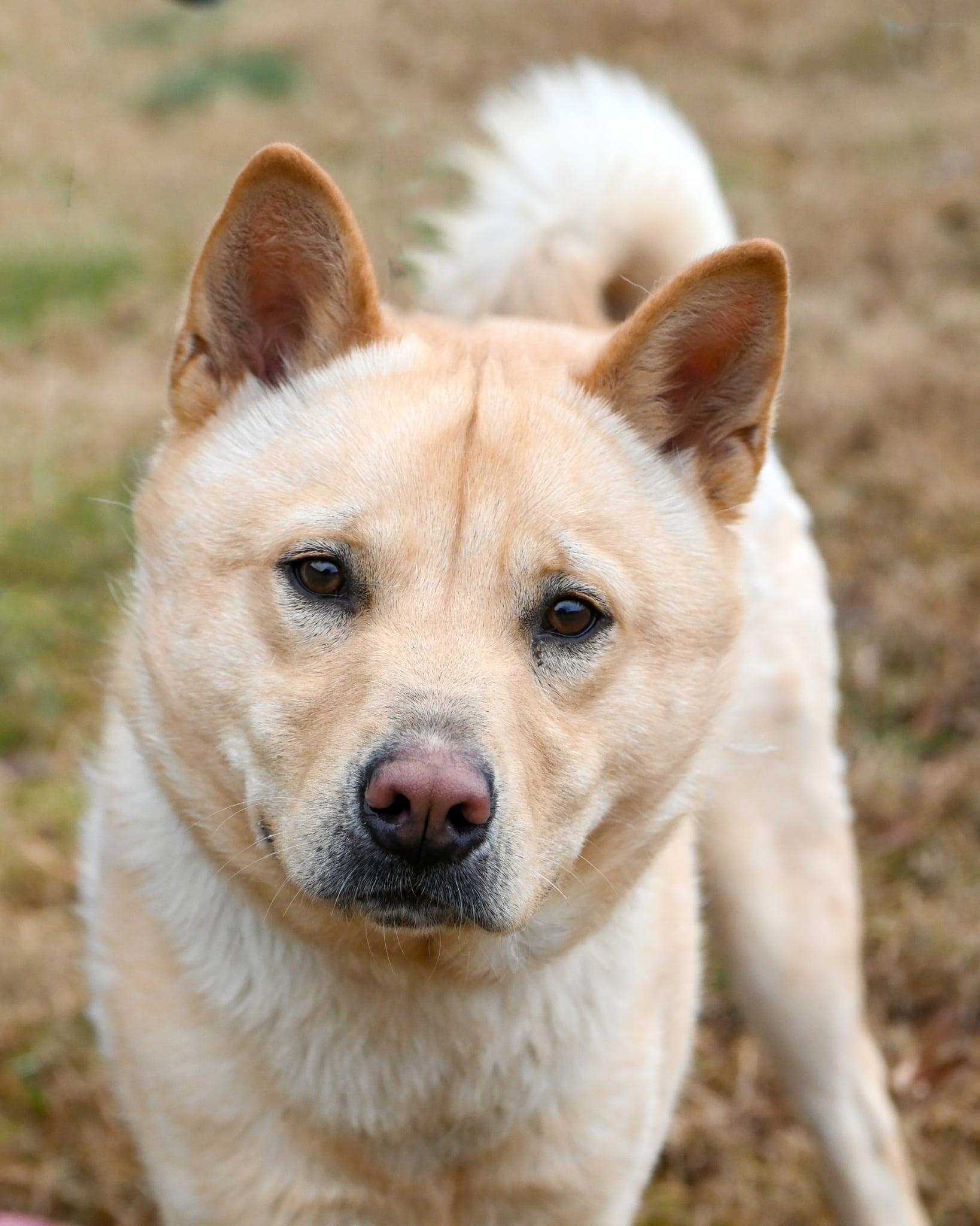 Enlarge Pooh, a ADOPTABLE mixed breed in Ashland, VA image 1/3