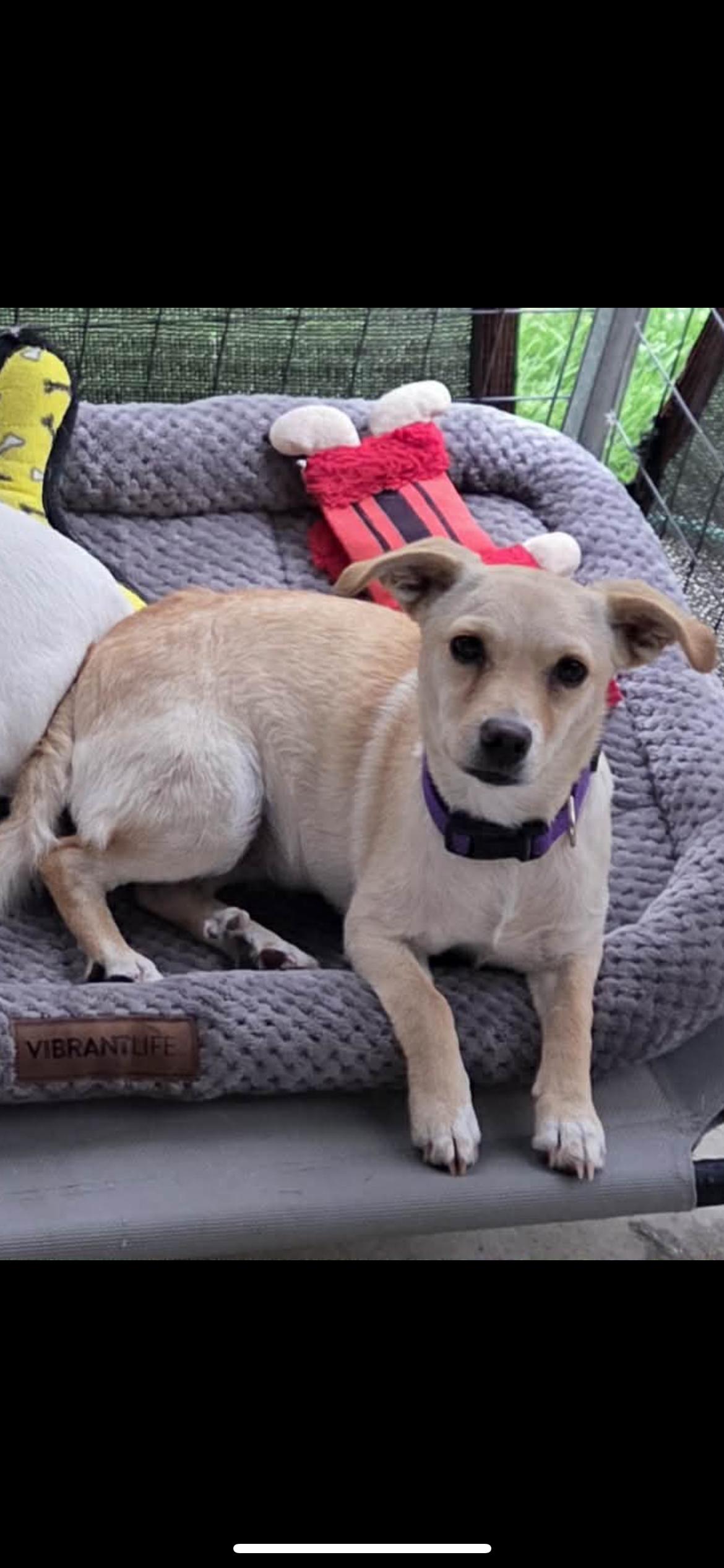 Enlarge Celestia , a ADOPTABLE mixed breed in Hamden, CT image 6/6