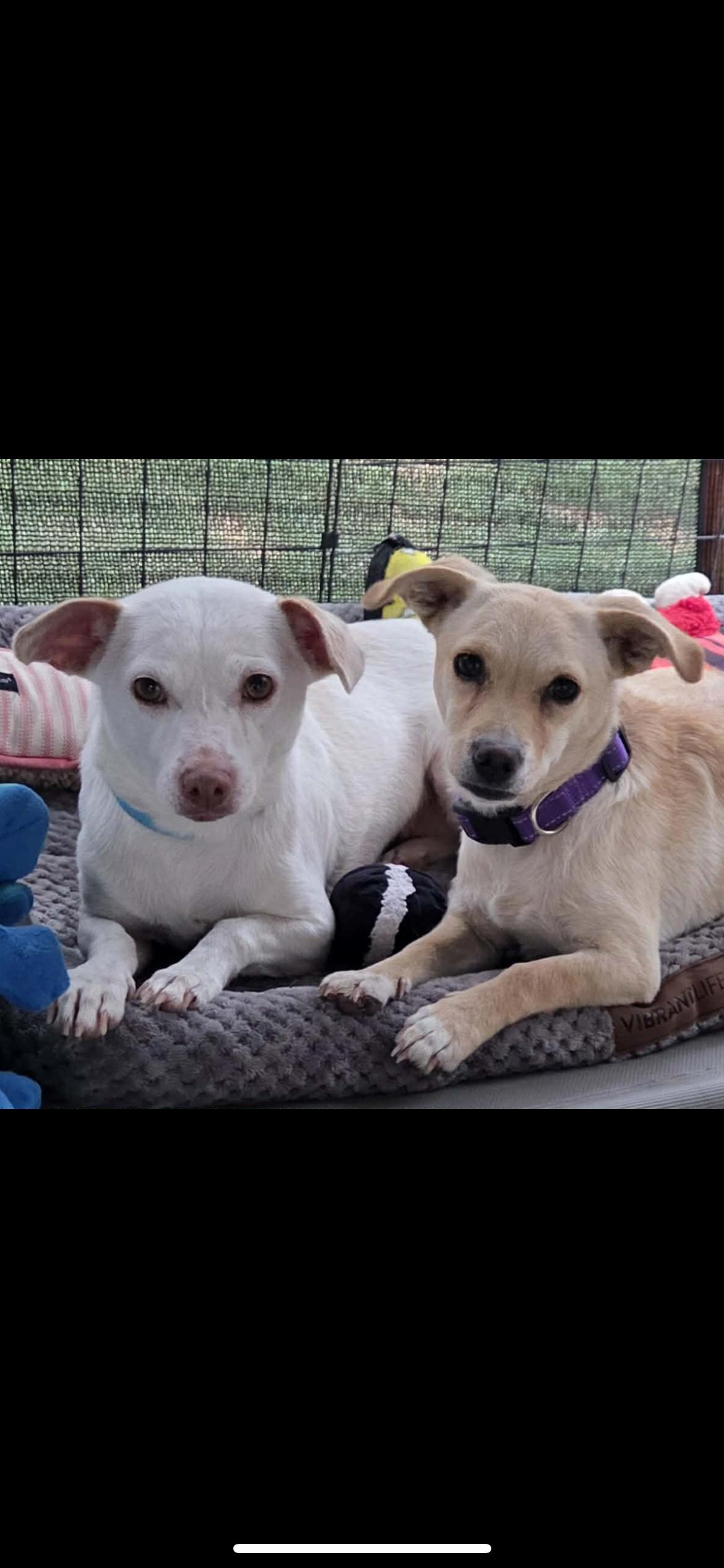 Enlarge Celestia , a ADOPTABLE mixed breed in Hamden, CT image 5/6