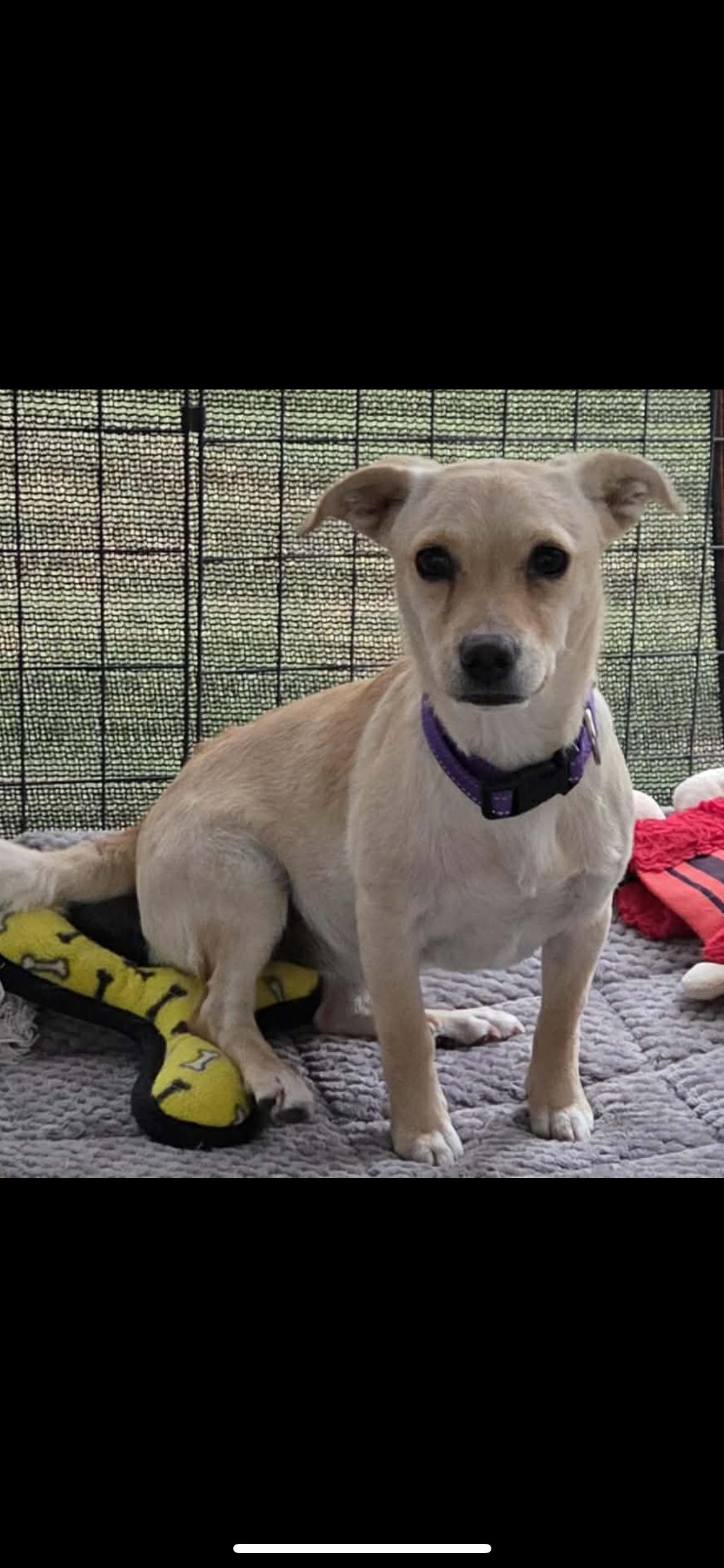 Enlarge Celestia , a ADOPTABLE mixed breed in Hamden, CT image 4/6