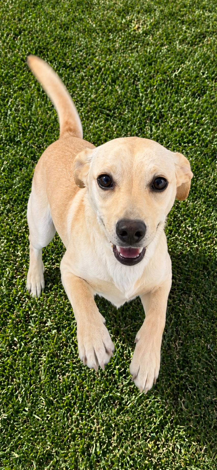 Enlarge Celestia , a ADOPTABLE mixed breed in Hamden, CT image 2/6